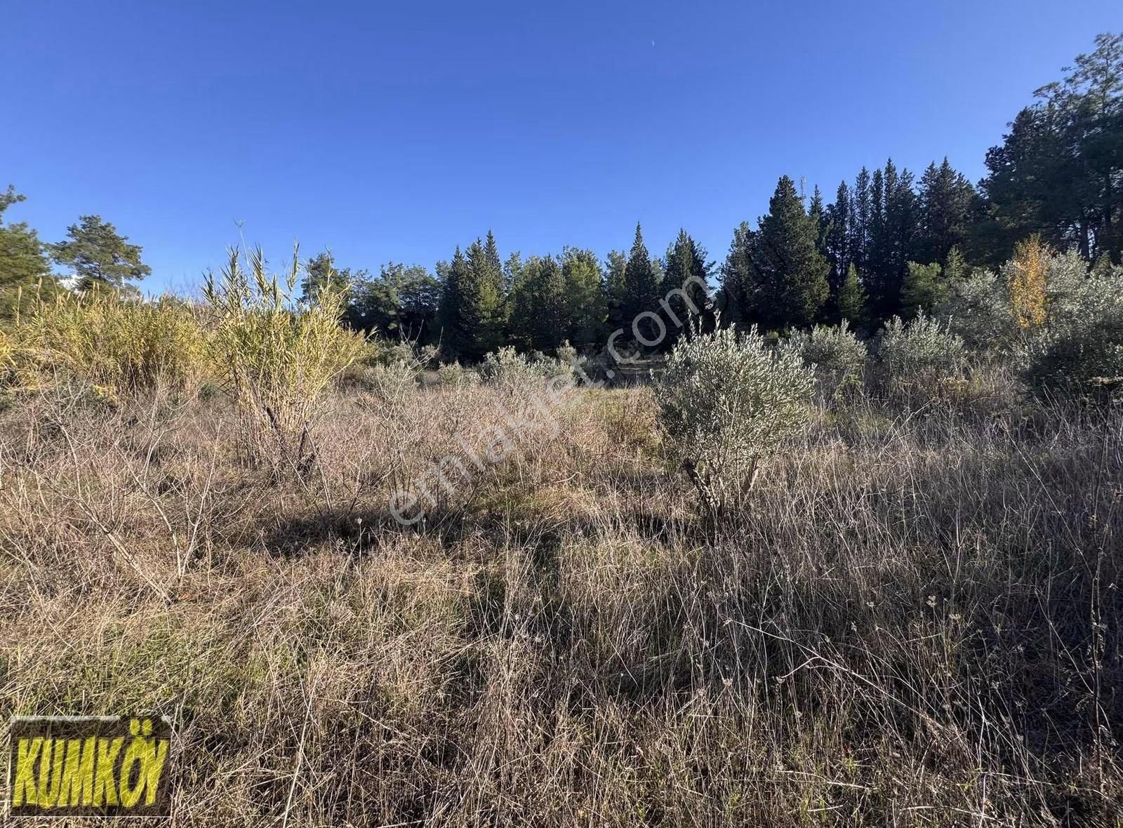 Şişeler Mah Tek Tapu Bir Kısmında Zeytin Olan Tarla - Görsel 4