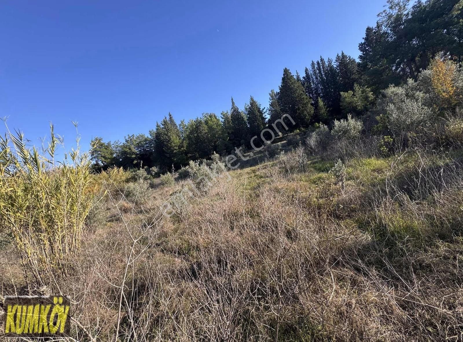 Şişeler Mah Tek Tapu Bir Kısmında Zeytin Olan Tarla