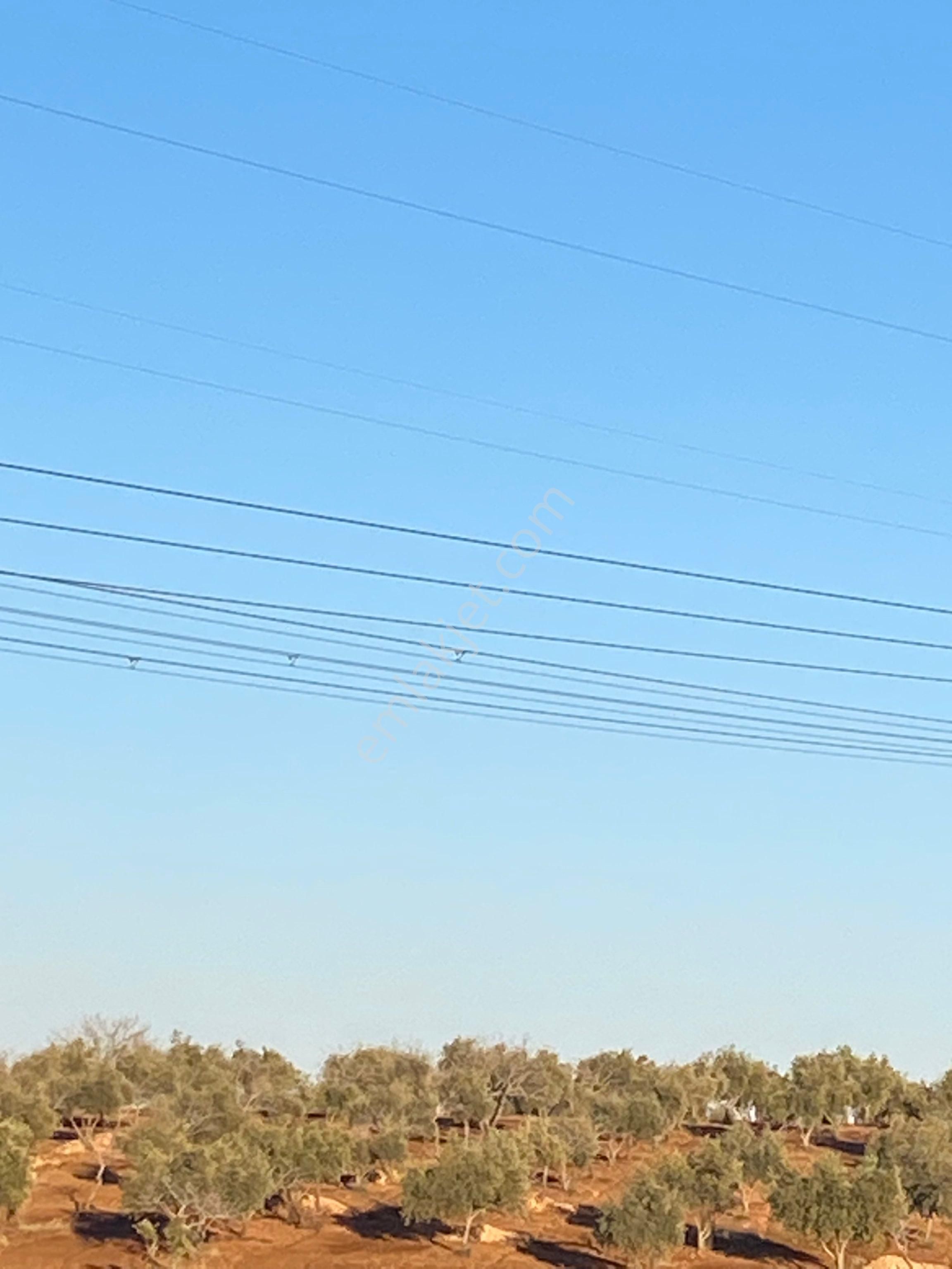 Satılık Zeytin Ve Fıstıklık - Görsel 5