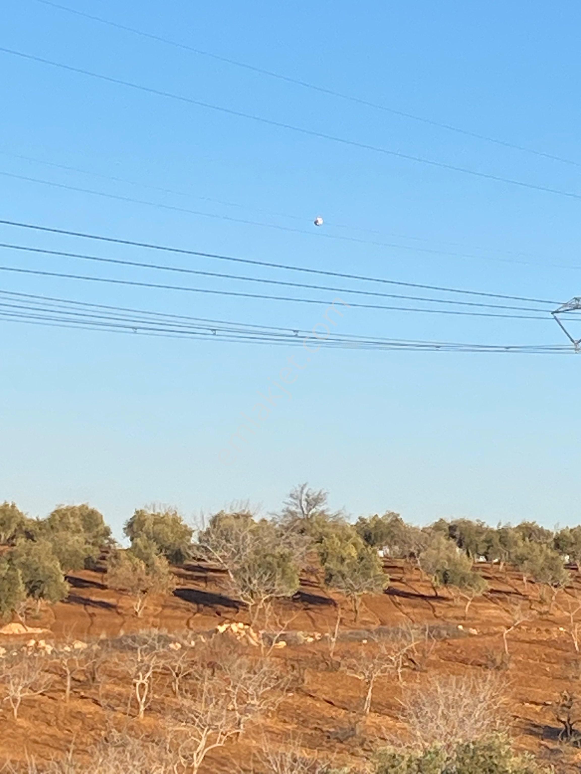 Satılık Zeytin Ve Fıstıklık - Görsel 3