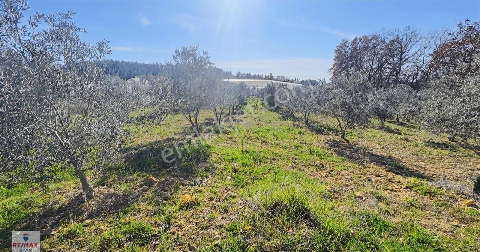 Köy Merkezine 100 Metre Mesafede Satılık Hobi Bahçesi - Görsel 3