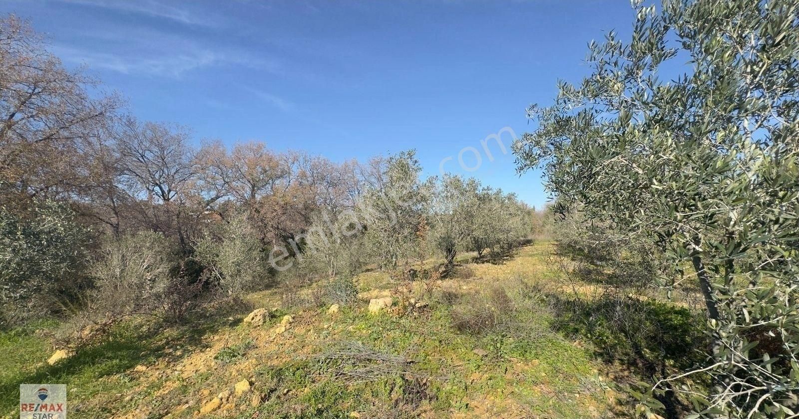 Köy Merkezine 100 Metre Mesafede Satılık Hobi Bahçesi - Görsel 7