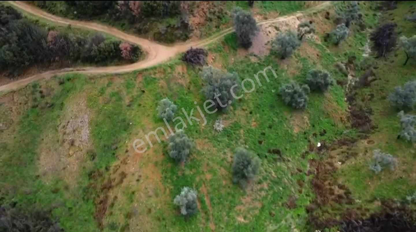 İzmir Beydağ Erikli'de 9.300 M2 Zeytin Ve İncir Bahçesi. Açıklamayı Okuyunuz. - Görsel 14