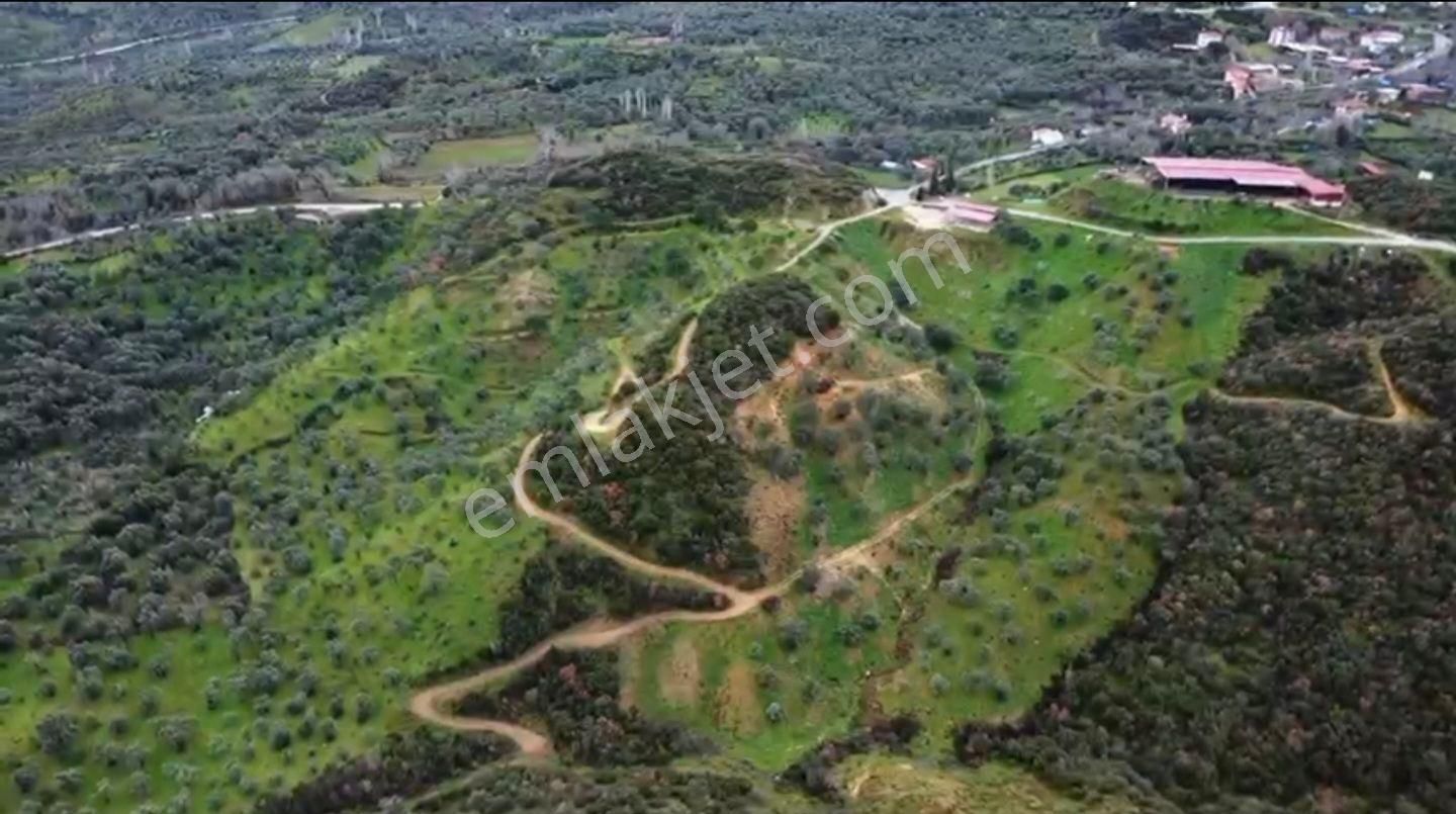 İzmir Beydağ Erikli'de 9.300 M2 Zeytin Ve İncir Bahçesi. Açıklamayı Okuyunuz. - Görsel 10