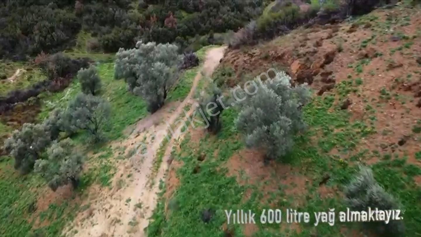 İzmir Beydağ Erikli'de 9.300 M2 Zeytin Ve İncir Bahçesi. Açıklamayı Okuyunuz. - Görsel 15