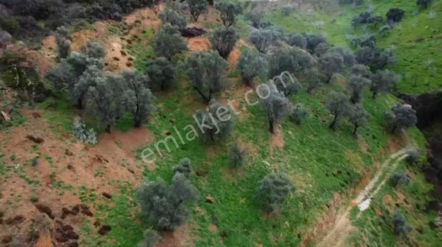 İzmir Beydağ Erikli'de 9.300 M2 Zeytin Ve İncir Bahçesi. Açıklamayı Okuyunuz. - Görsel 12