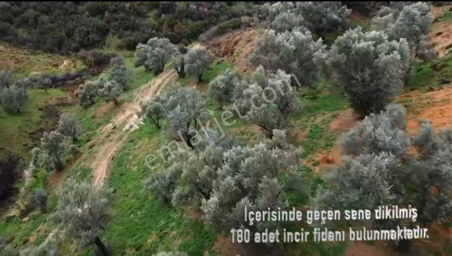 İzmir Beydağ Erikli'de 9.300 M2 Zeytin Ve İncir Bahçesi. Açıklamayı Okuyunuz. - Görsel 16