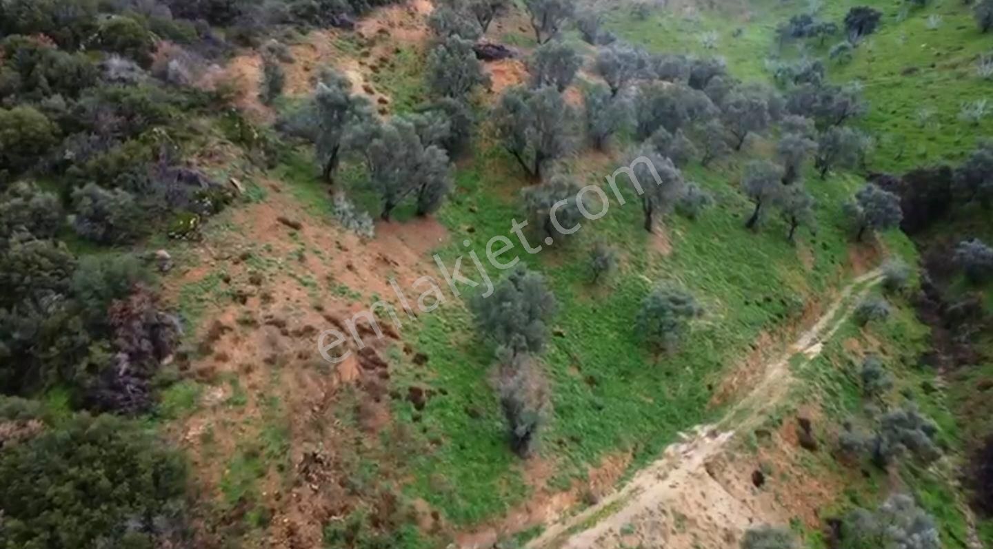 İzmir Beydağ Erikli'de 9.300 M2 Zeytin Ve İncir Bahçesi. Açıklamayı Okuyunuz. - Görsel 13