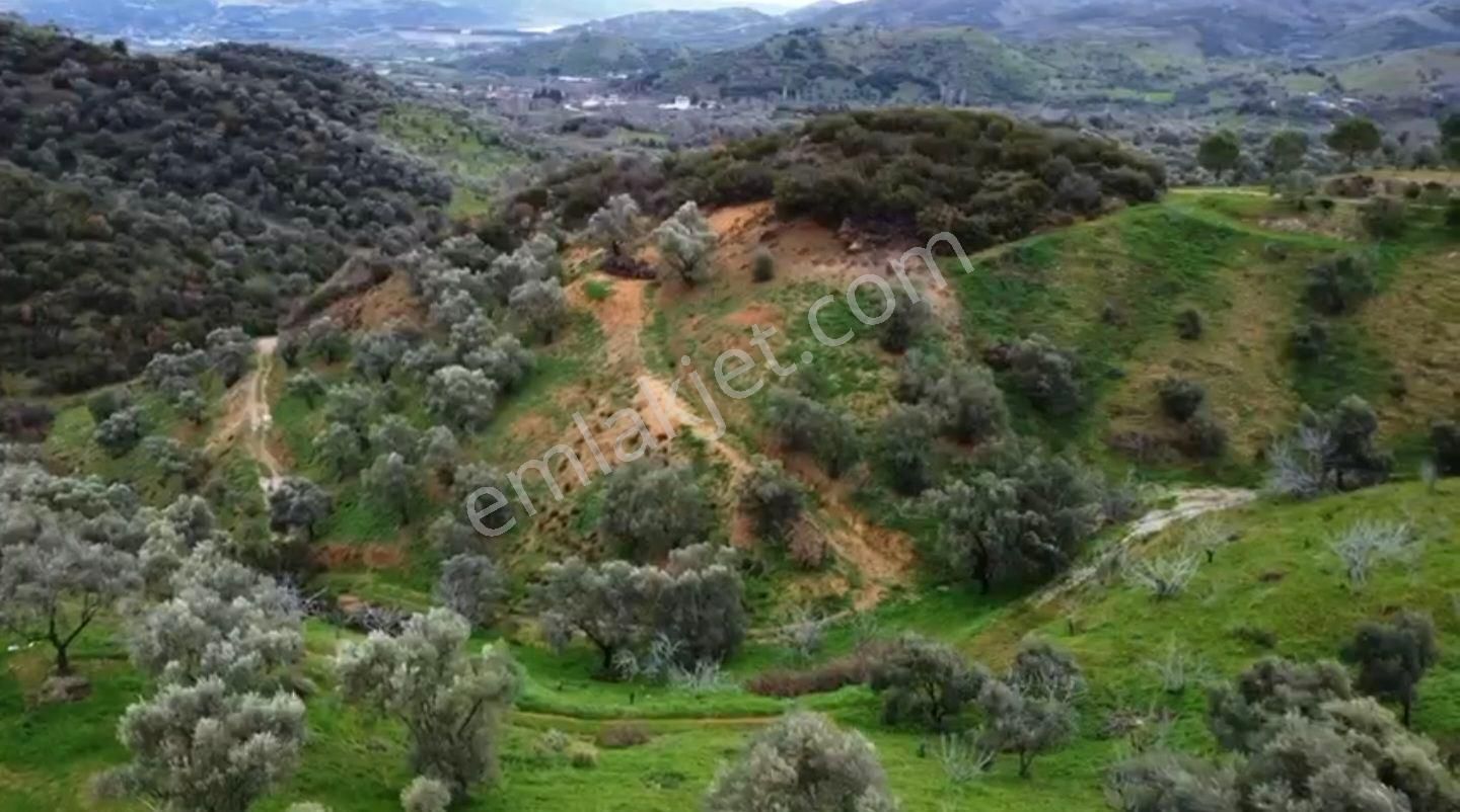 İzmir Beydağ Erikli'de 9.300 M2 Zeytin Ve İncir Bahçesi. Açıklamayı Okuyunuz. - Görsel 11