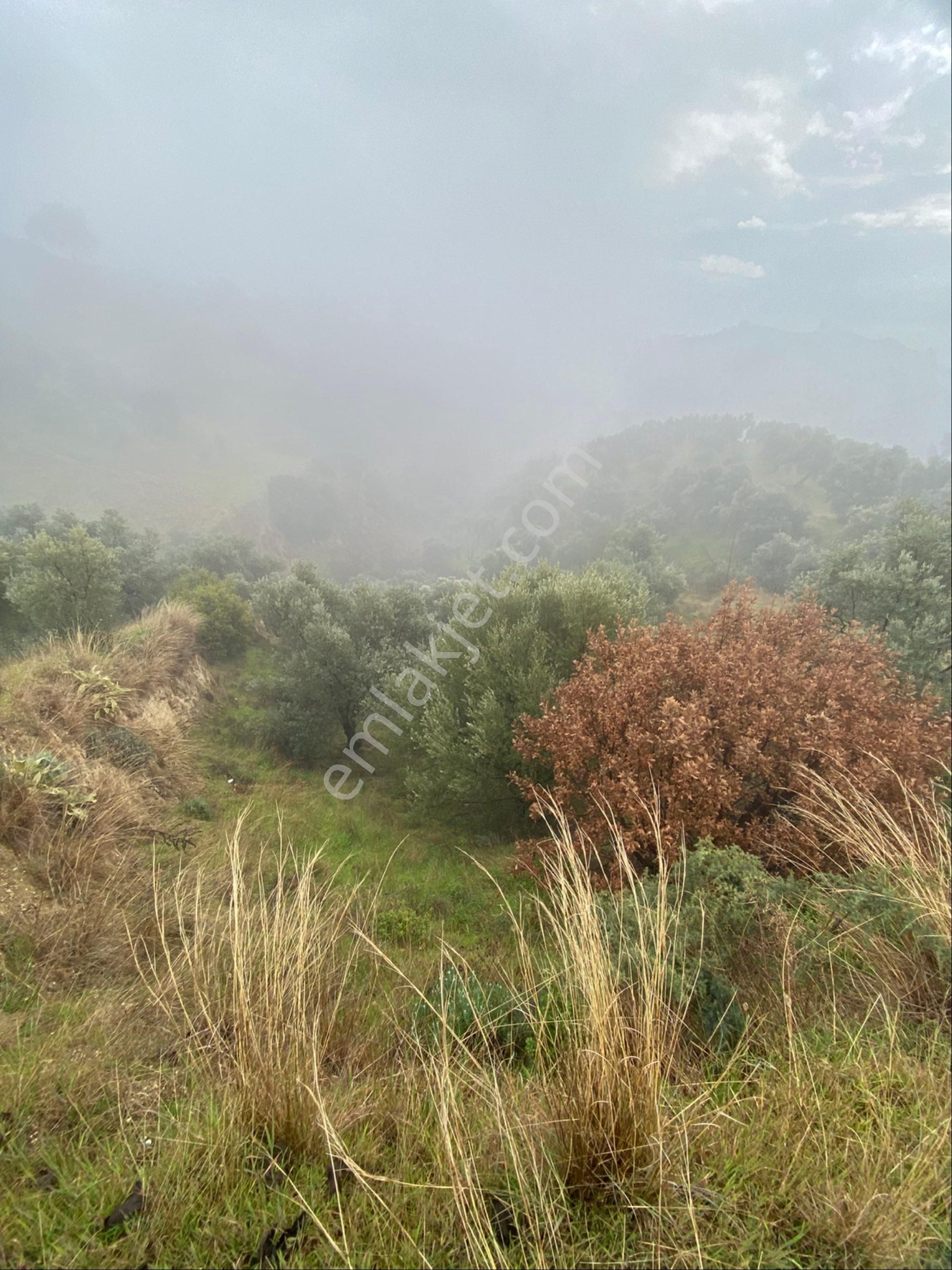 Aydın Umurlu Sarıçam Mahallesinde Satılık Zeytinlik - Görsel 8