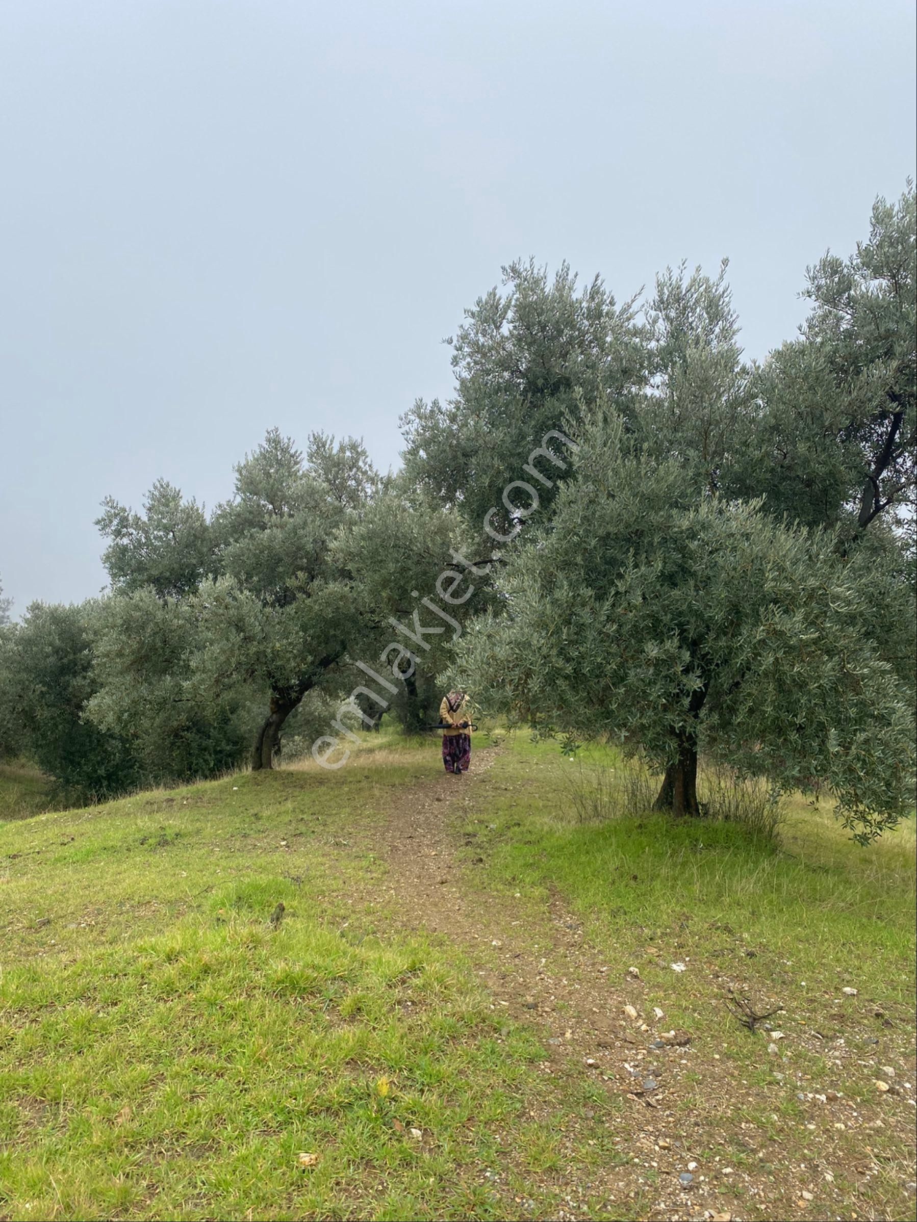 Aydın Umurlu Sarıçam Mahallesinde Satılık Zeytinlik