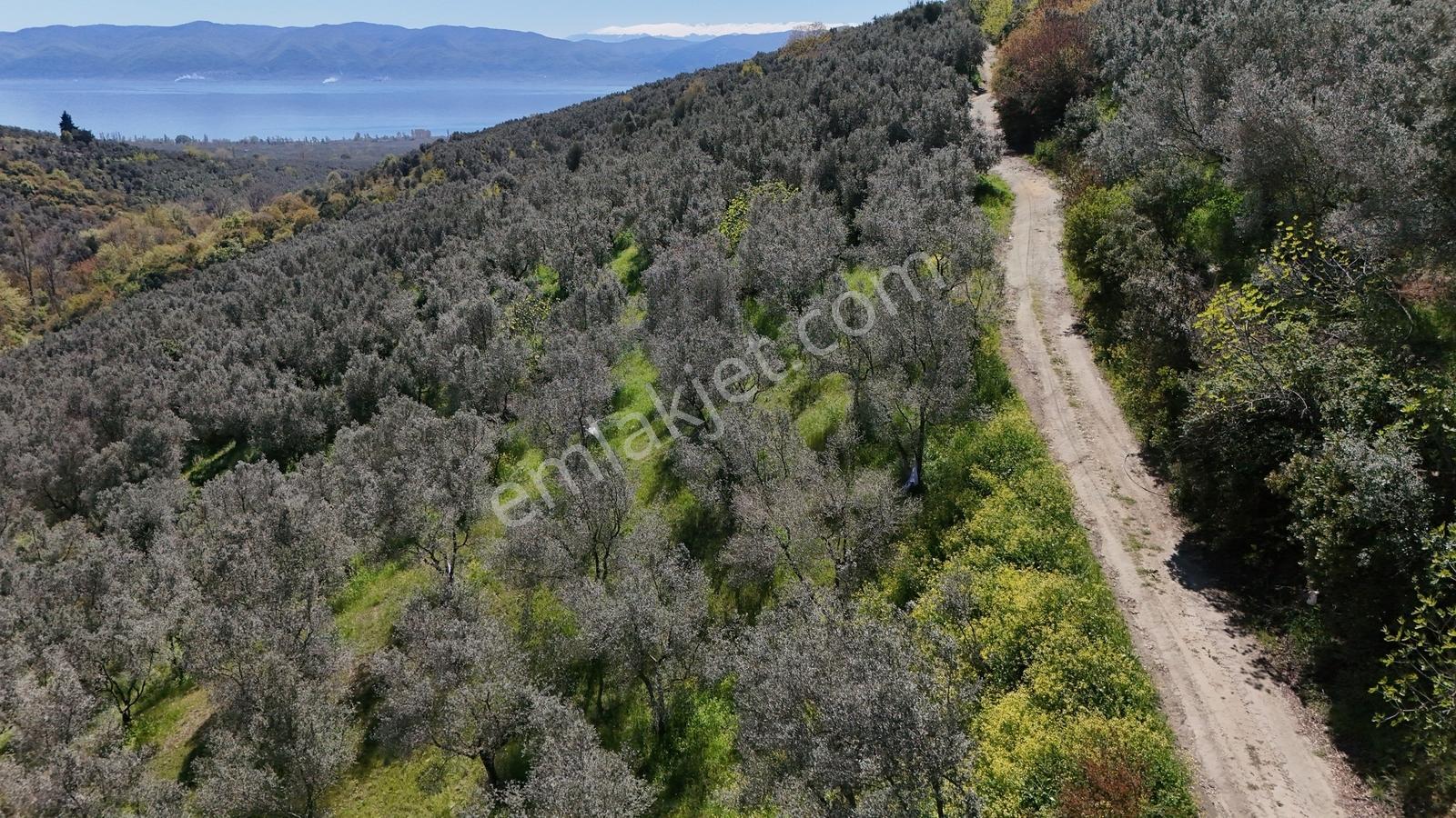Orhangazi Çakırlı Mahallesine 1 Km Mesafeli 2766 M2 Zeytinlik - Görsel 32
