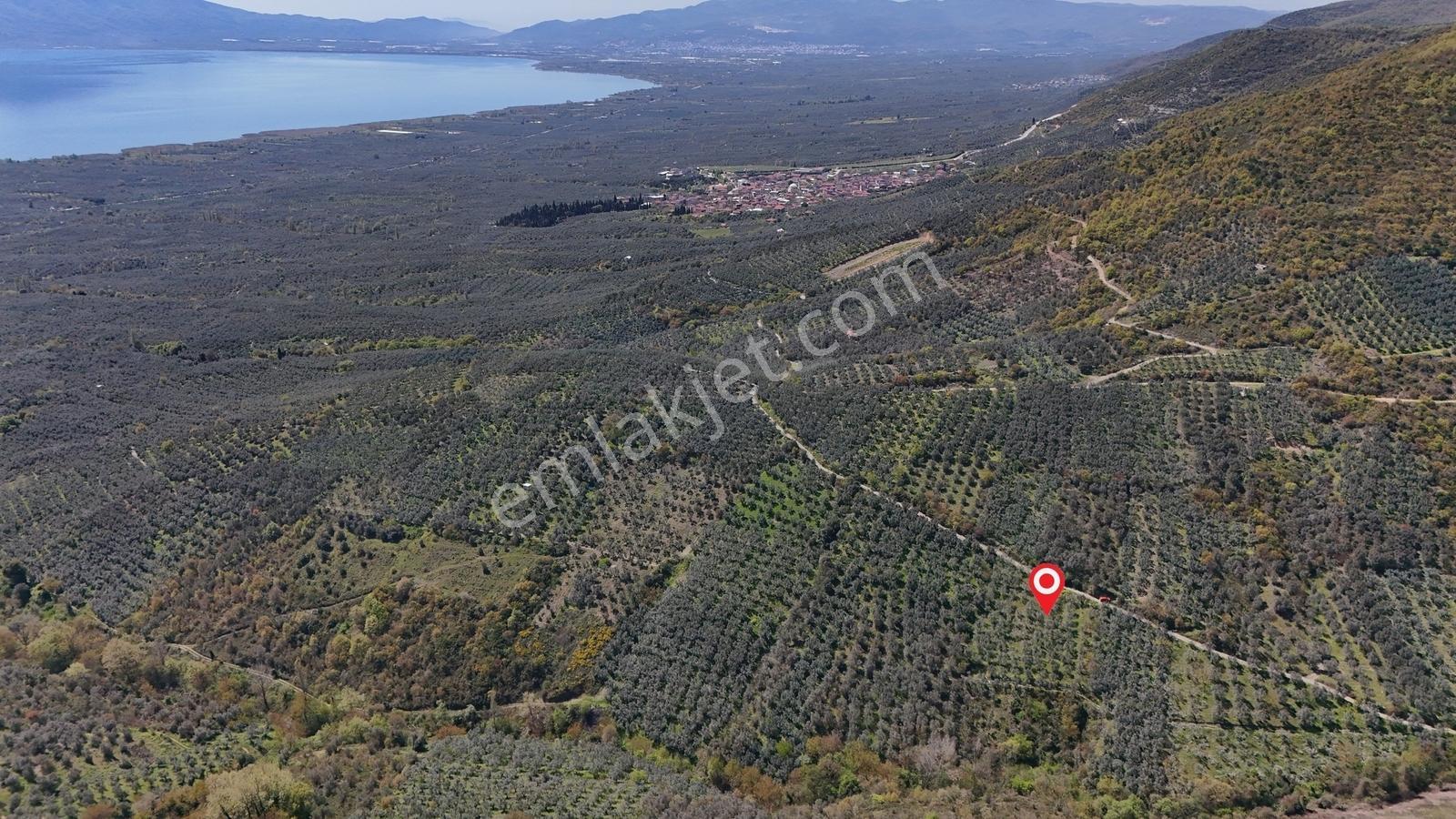 Orhangazi Çakırlı Mahallesine 1 Km Mesafeli 2766 M2 Zeytinlik - Görsel 4