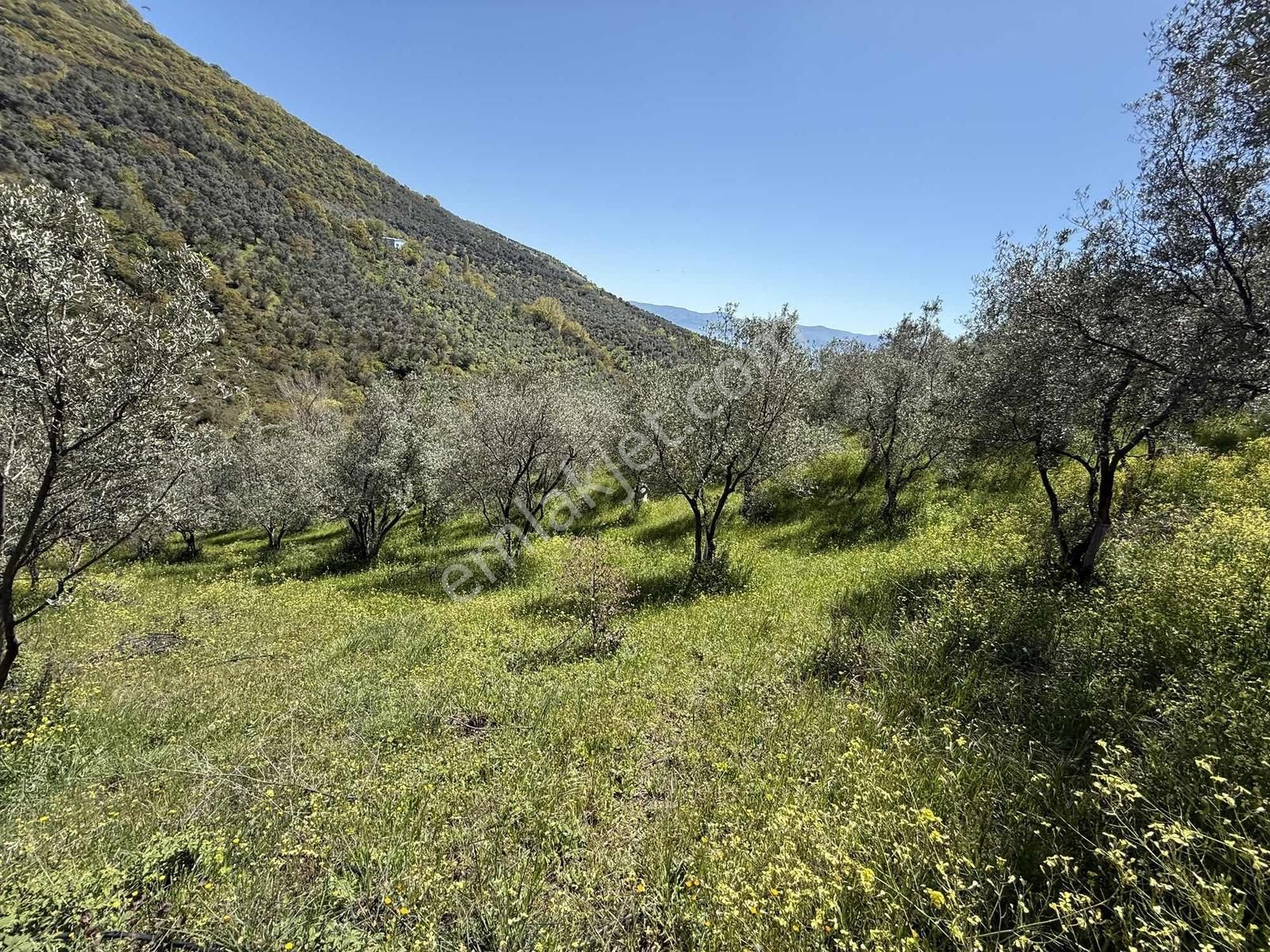 Orhangazi Çakırlı Mahallesine 1 Km Mesafeli 2766 M2 Zeytinlik - Görsel 32