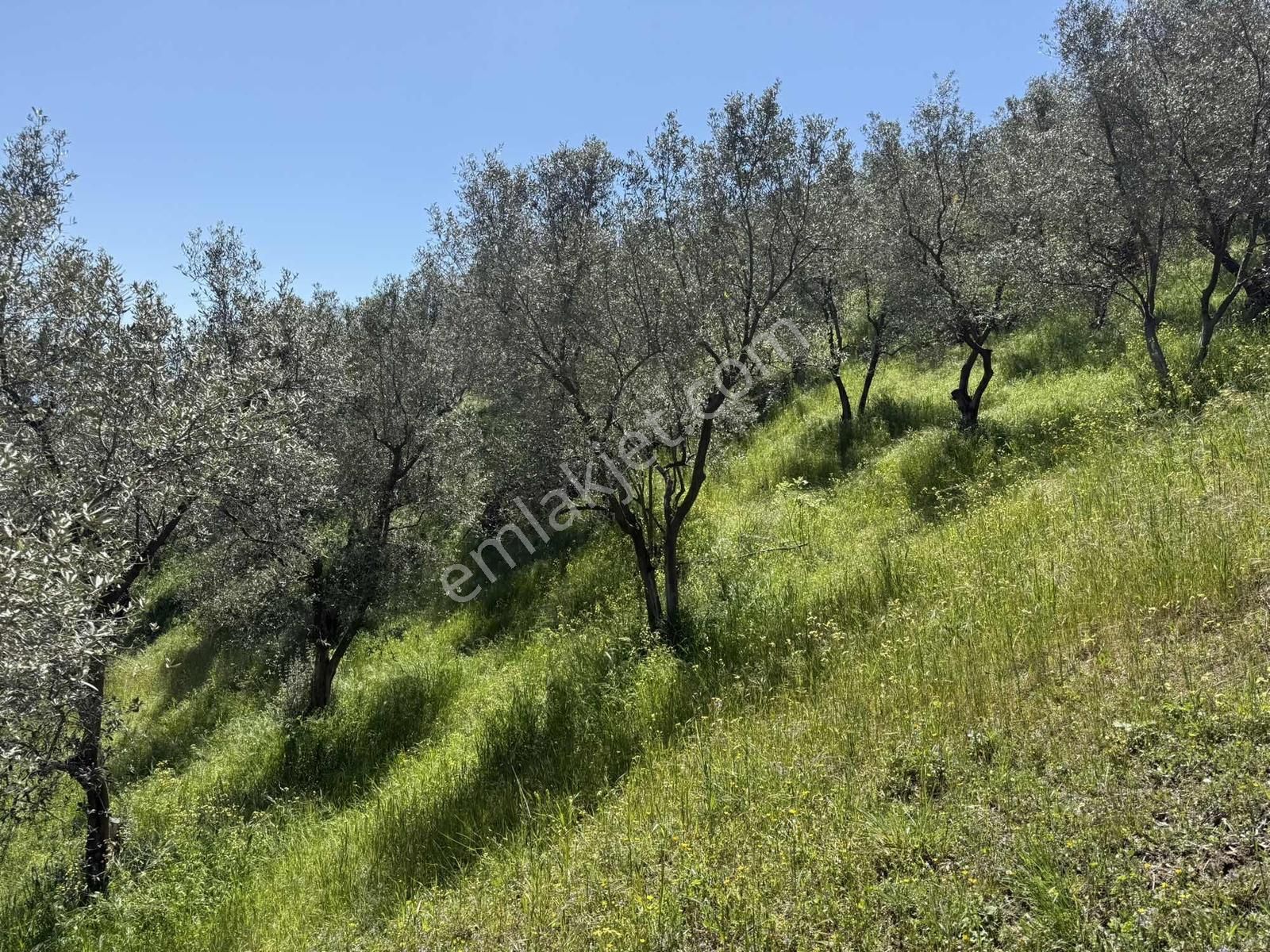 Orhangazi Çakırlı Mahallesine 1 Km Mesafeli 2766 M2 Zeytinlik - Görsel 27