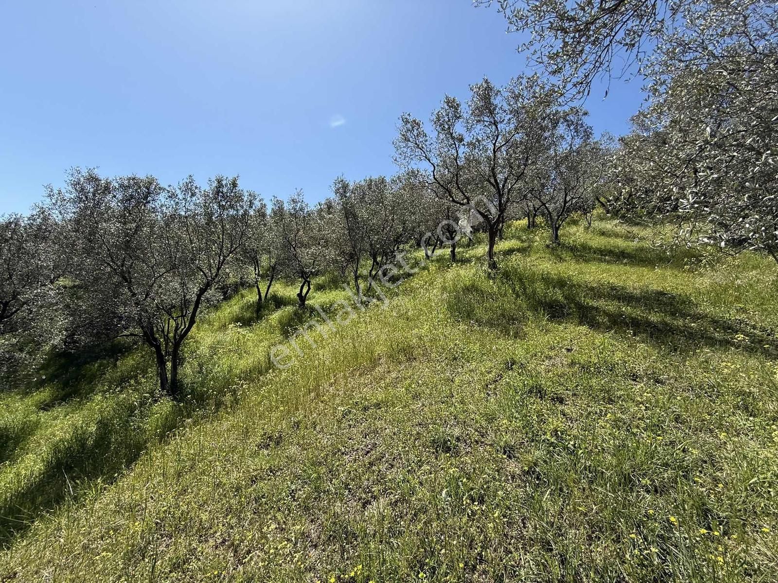 Orhangazi Çakırlı Mahallesine 1 Km Mesafeli 2766 M2 Zeytinlik - Görsel 26