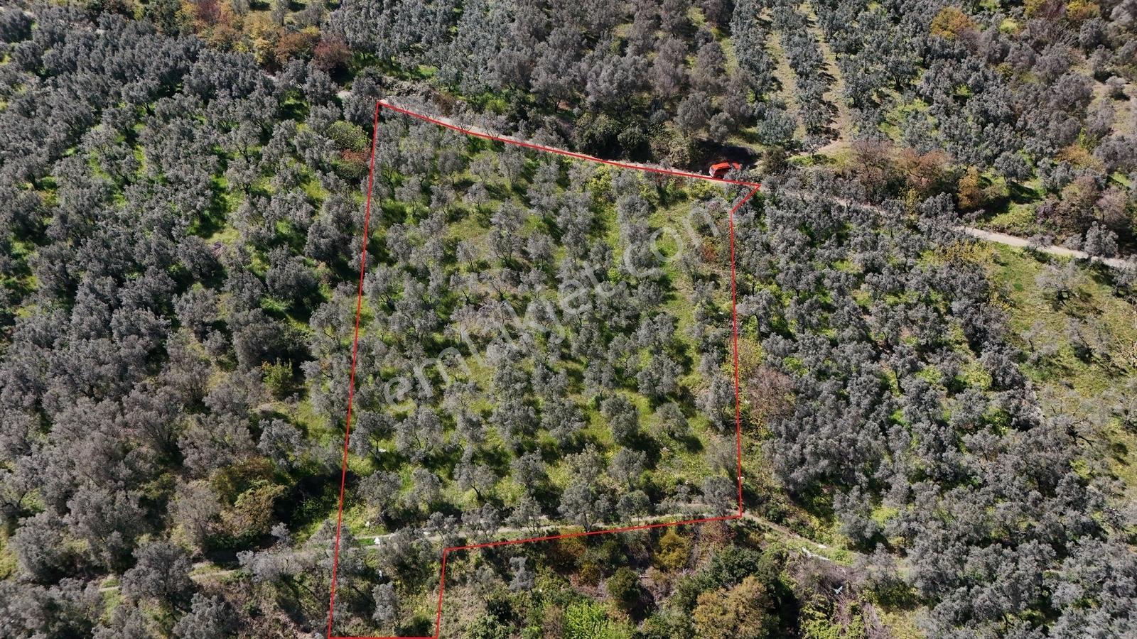 Orhangazi Çakırlı Mahallesine 1 Km Mesafeli 2766 M2 Zeytinlik - Görsel 3
