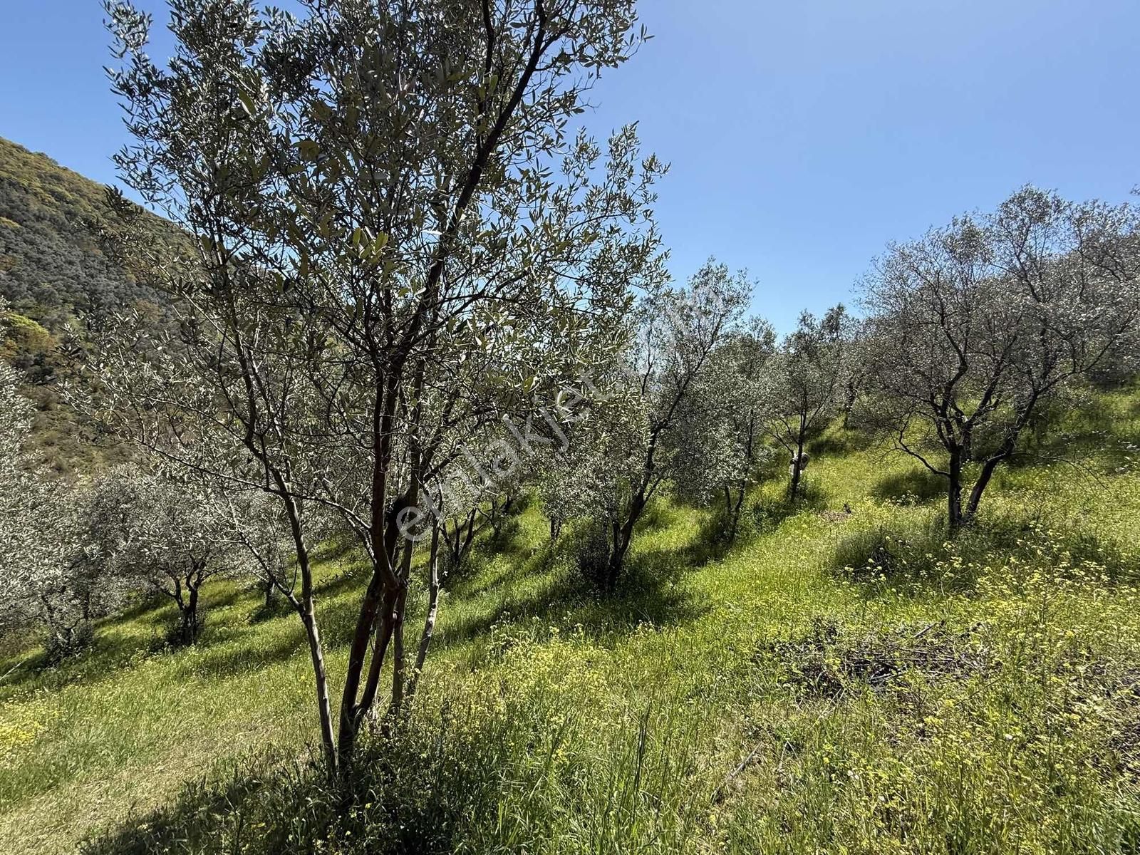 Orhangazi Çakırlı Mahallesine 1 Km Mesafeli 2766 M2 Zeytinlik - Görsel 12