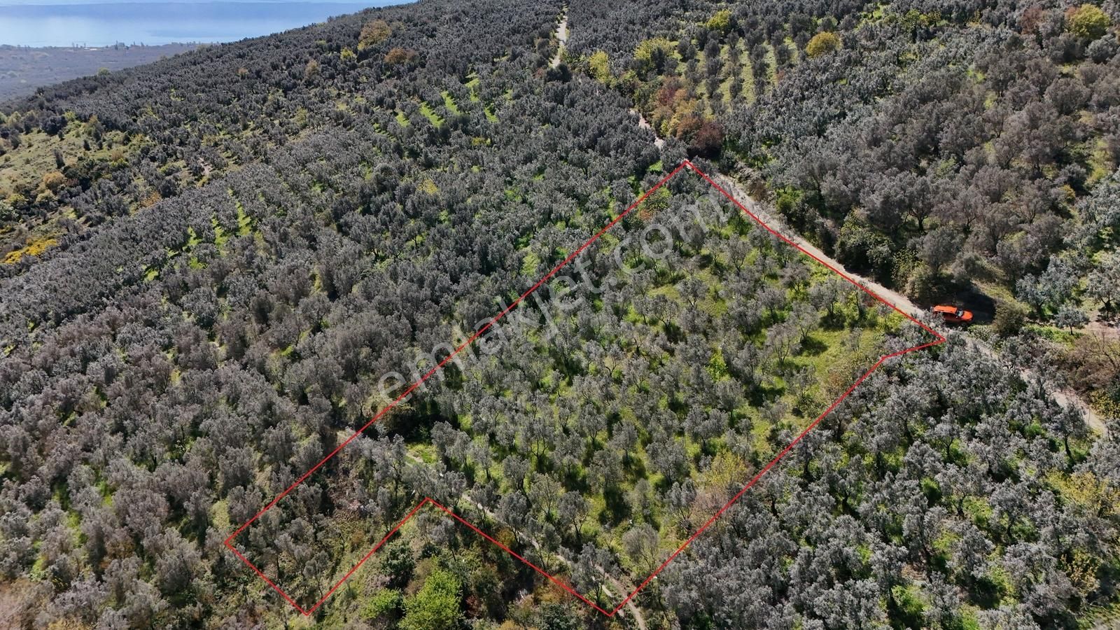 Orhangazi Çakırlı Mahallesine 1 Km Mesafeli 2766 M2 Zeytinlik - Görsel 13