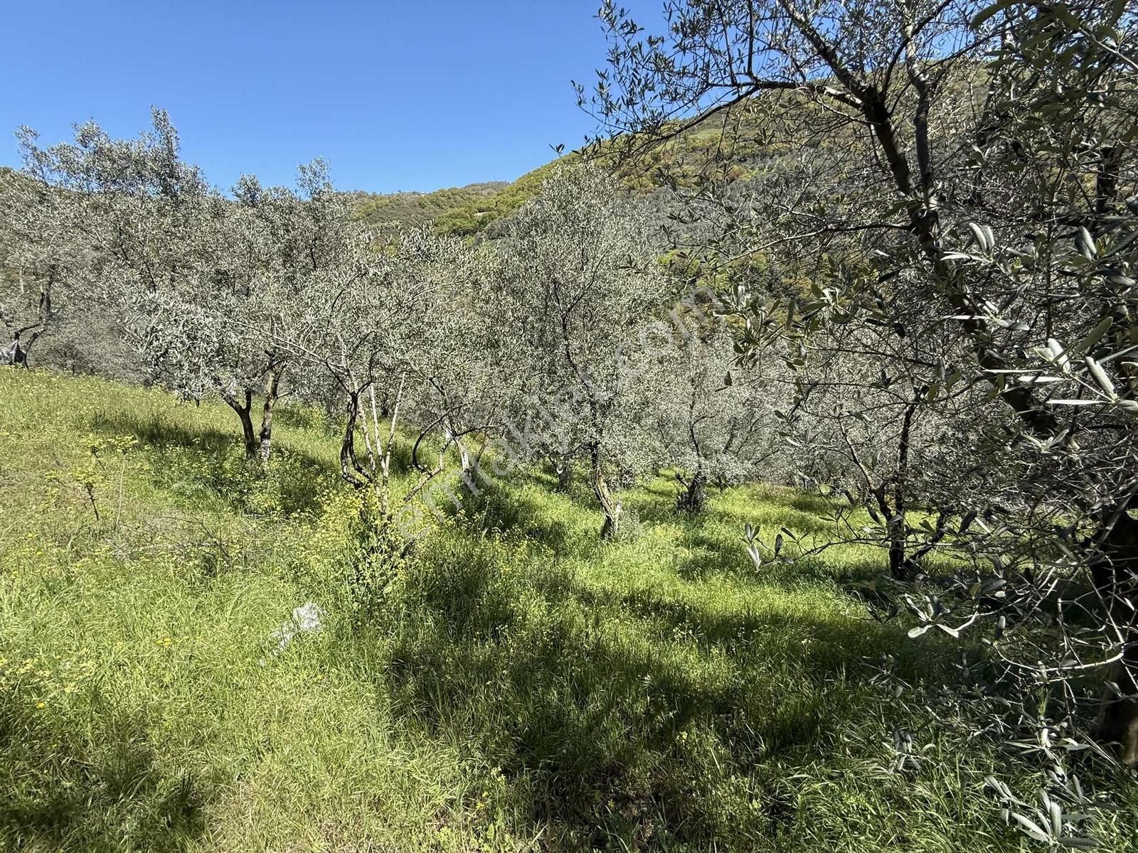 Orhangazi Çakırlı Mahallesine 1 Km Mesafeli 2766 M2 Zeytinlik - Görsel 19