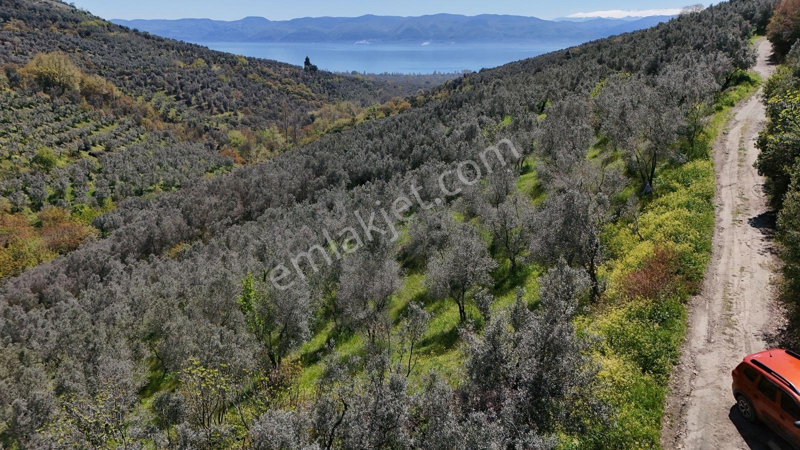Orhangazi Çakırlı Mahallesine 1 Km Mesafeli 2766 M2 Zeytinlik - Görsel 12