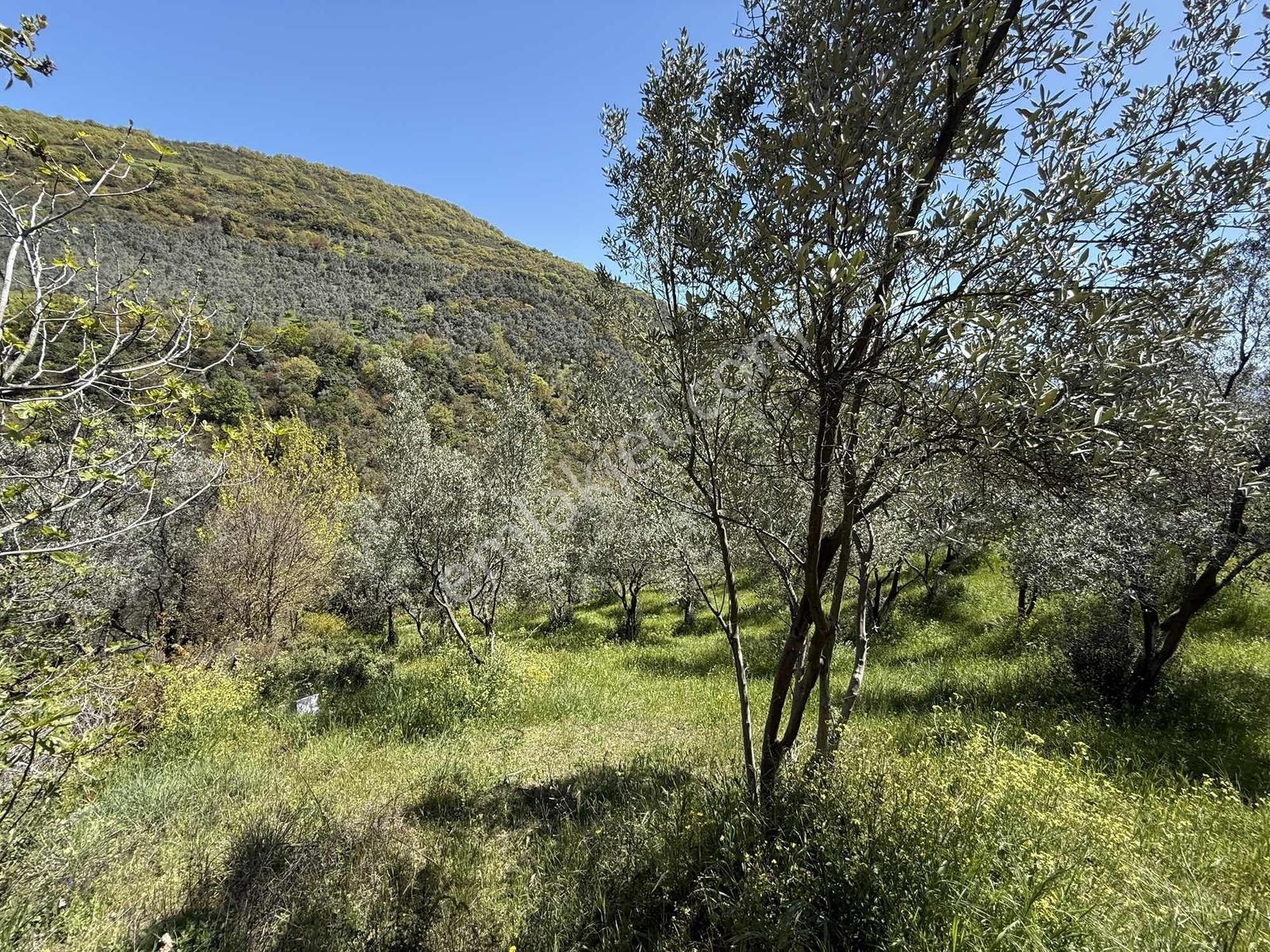 Orhangazi Çakırlı Mahallesine 1 Km Mesafeli 2766 M2 Zeytinlik - Görsel 19