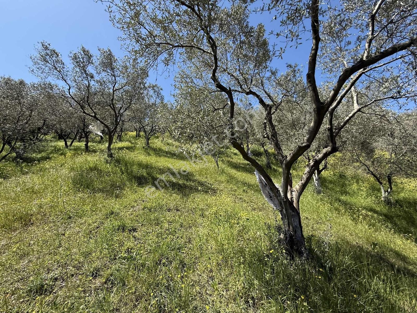 Orhangazi Çakırlı Mahallesine 1 Km Mesafeli 2766 M2 Zeytinlik - Görsel 23
