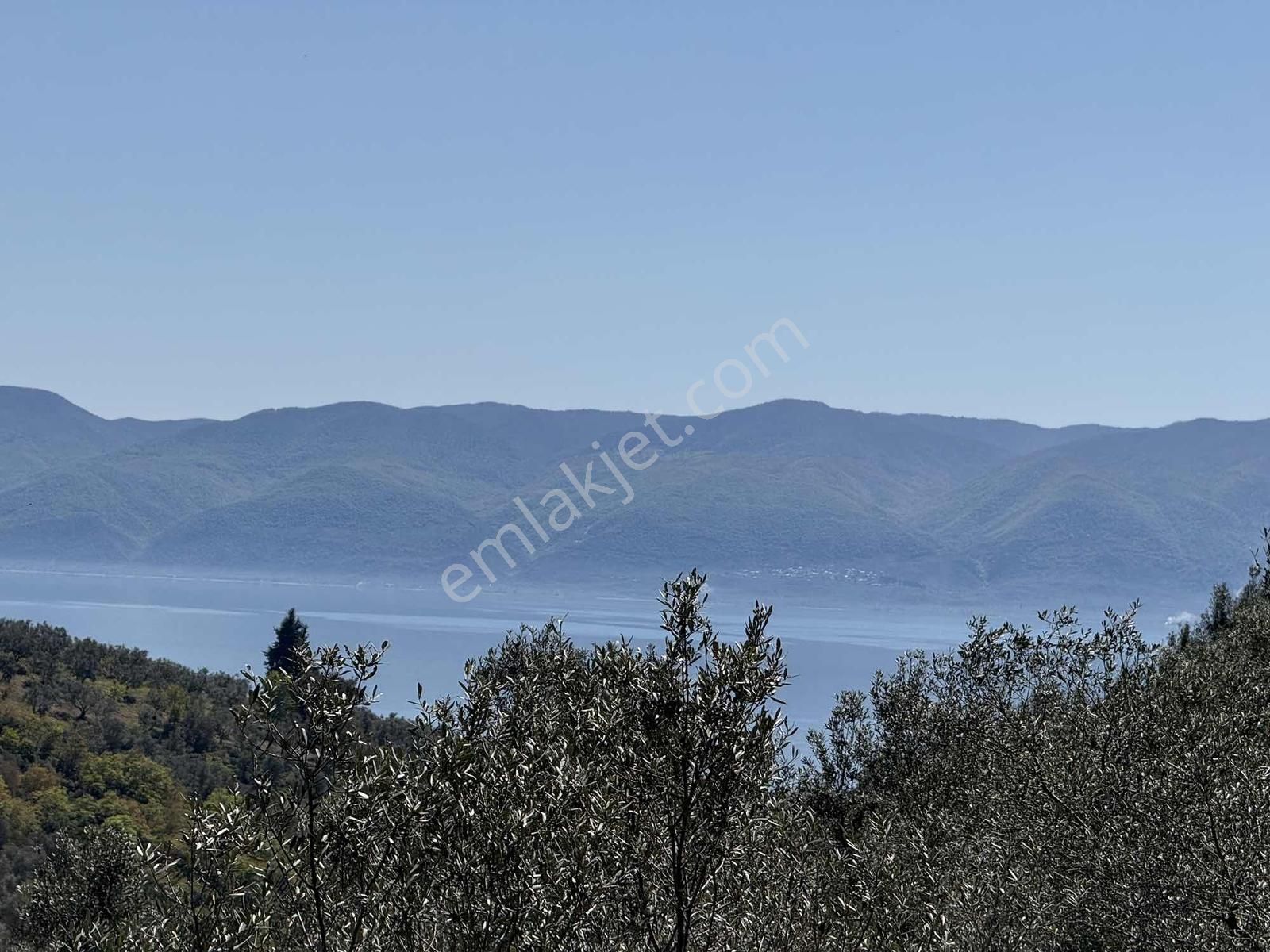 Orhangazi Çakırlı Mahallesine 1 Km Mesafeli 2766 M2 Zeytinlik - Görsel 16