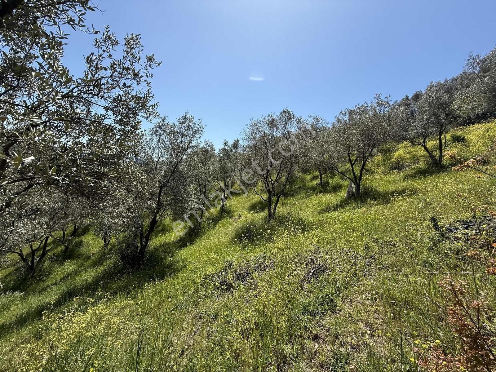 Orhangazi Çakırlı Mahallesine 1 Km Mesafeli 2766 M2 Zeytinlik - Görsel 29