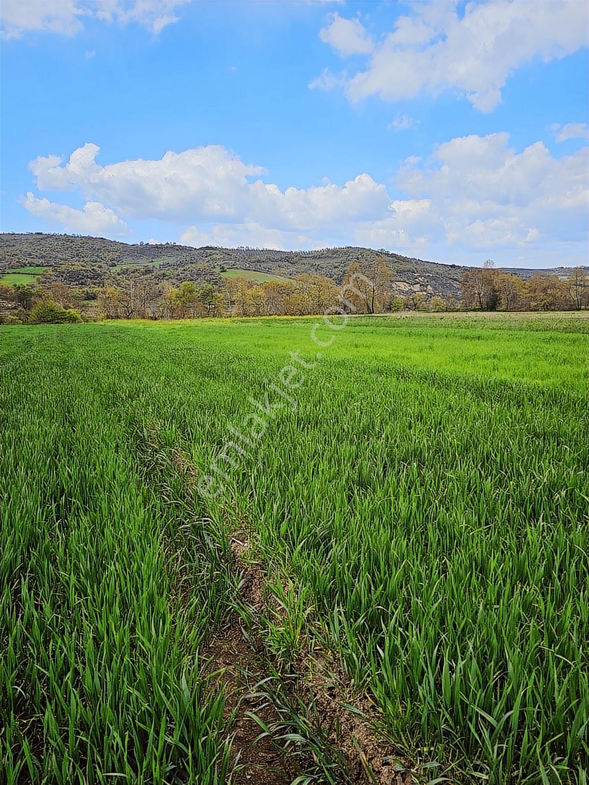 Çanakkale Biga Bakacakçiftliği Nde Satılık Tarla - Görsel 5