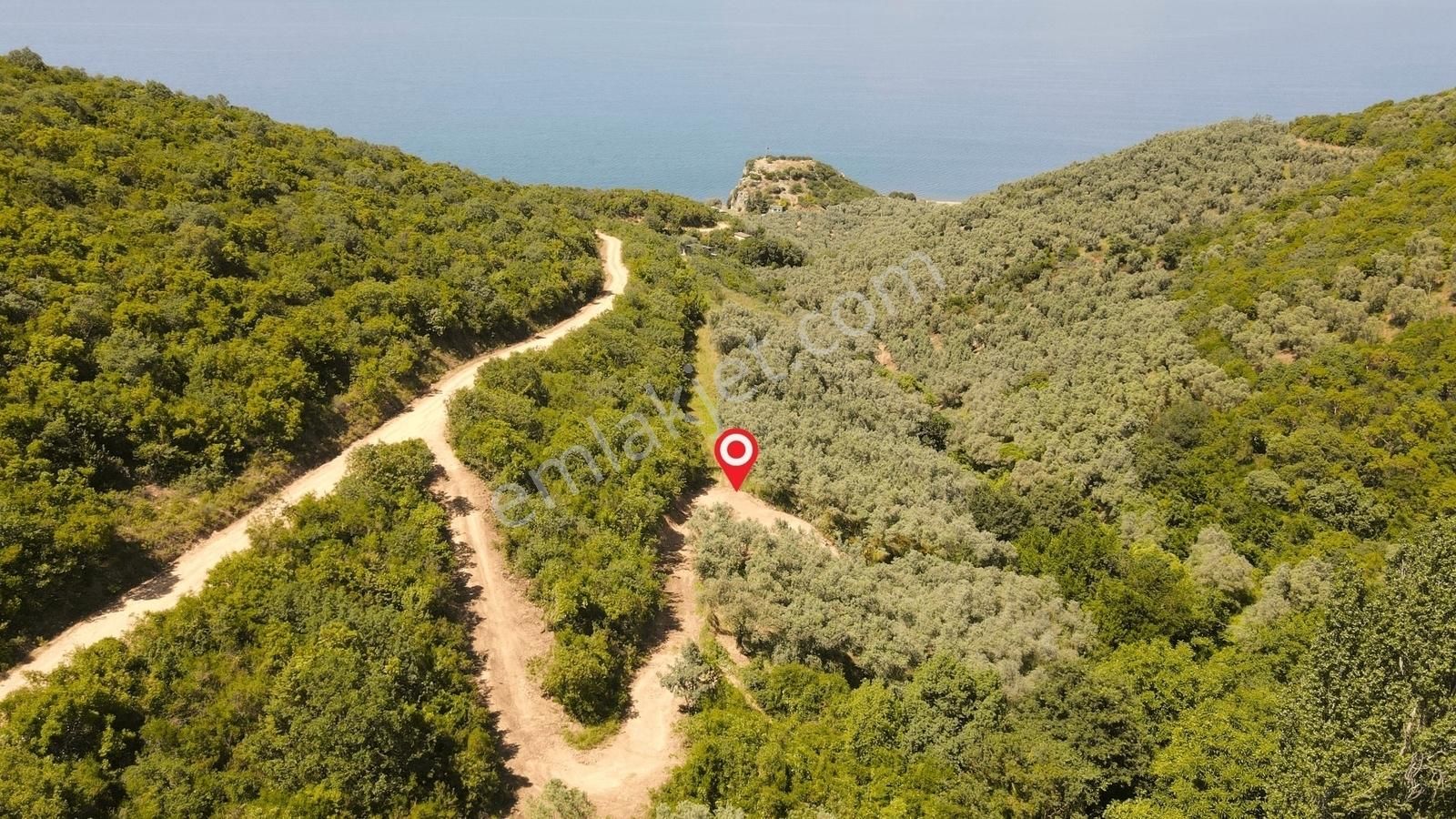 İznik Gölüne 350 Metre Mesafede 444 M2 Zeytin Bahçesi - Görsel 21
