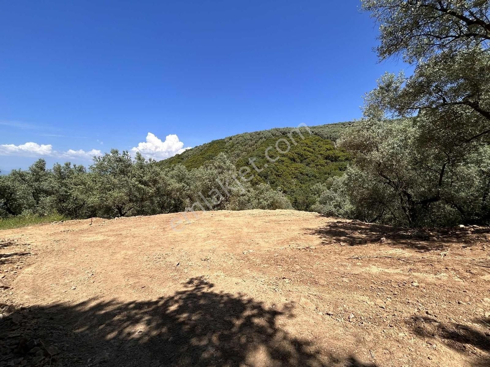 İznik Gölüne 350 Metre Mesafede 444 M2 Zeytin Bahçesi - Görsel 23