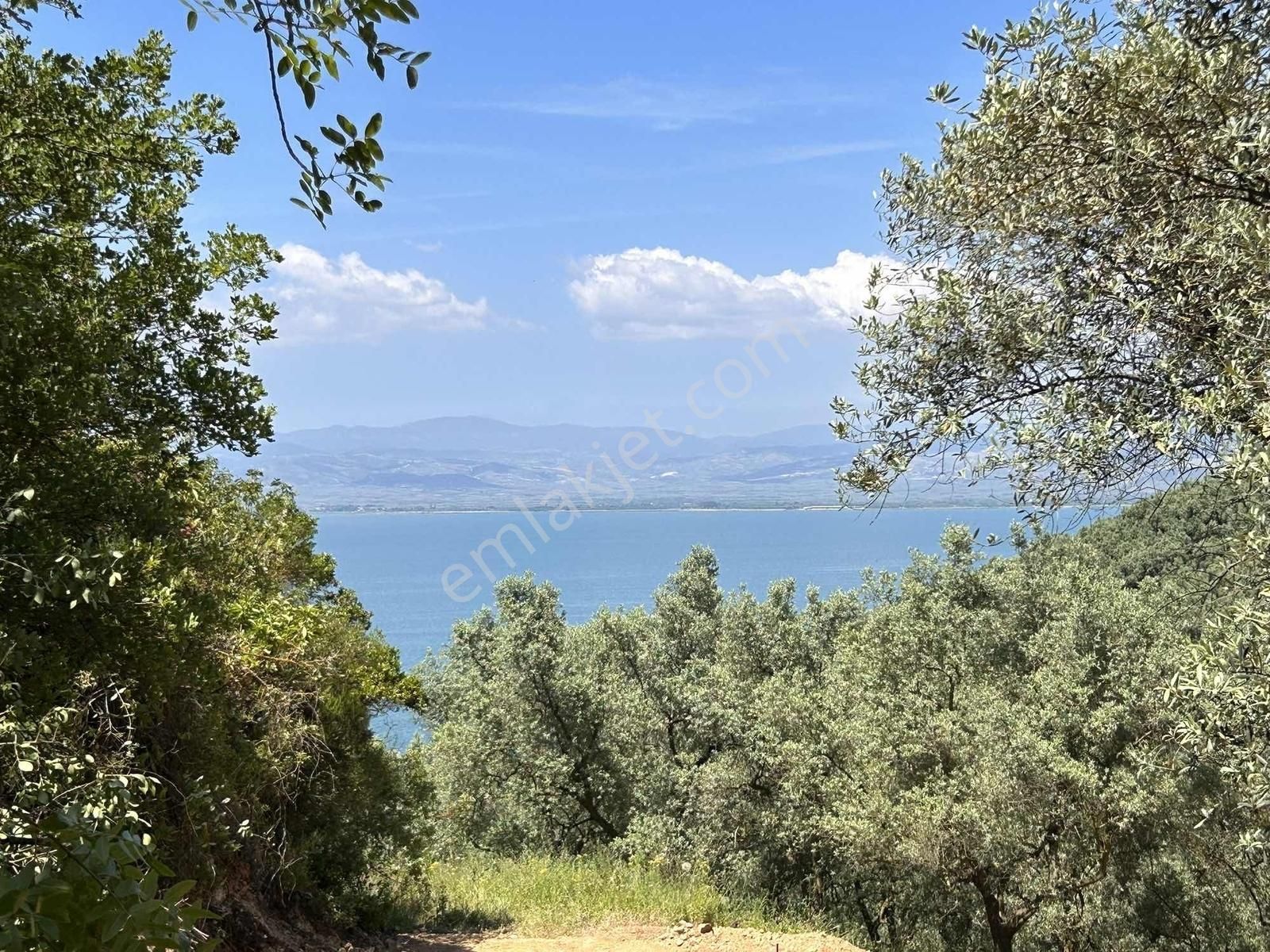 İznik Gölüne 350 Metre Mesafede 444 M2 Zeytin Bahçesi - Görsel 8