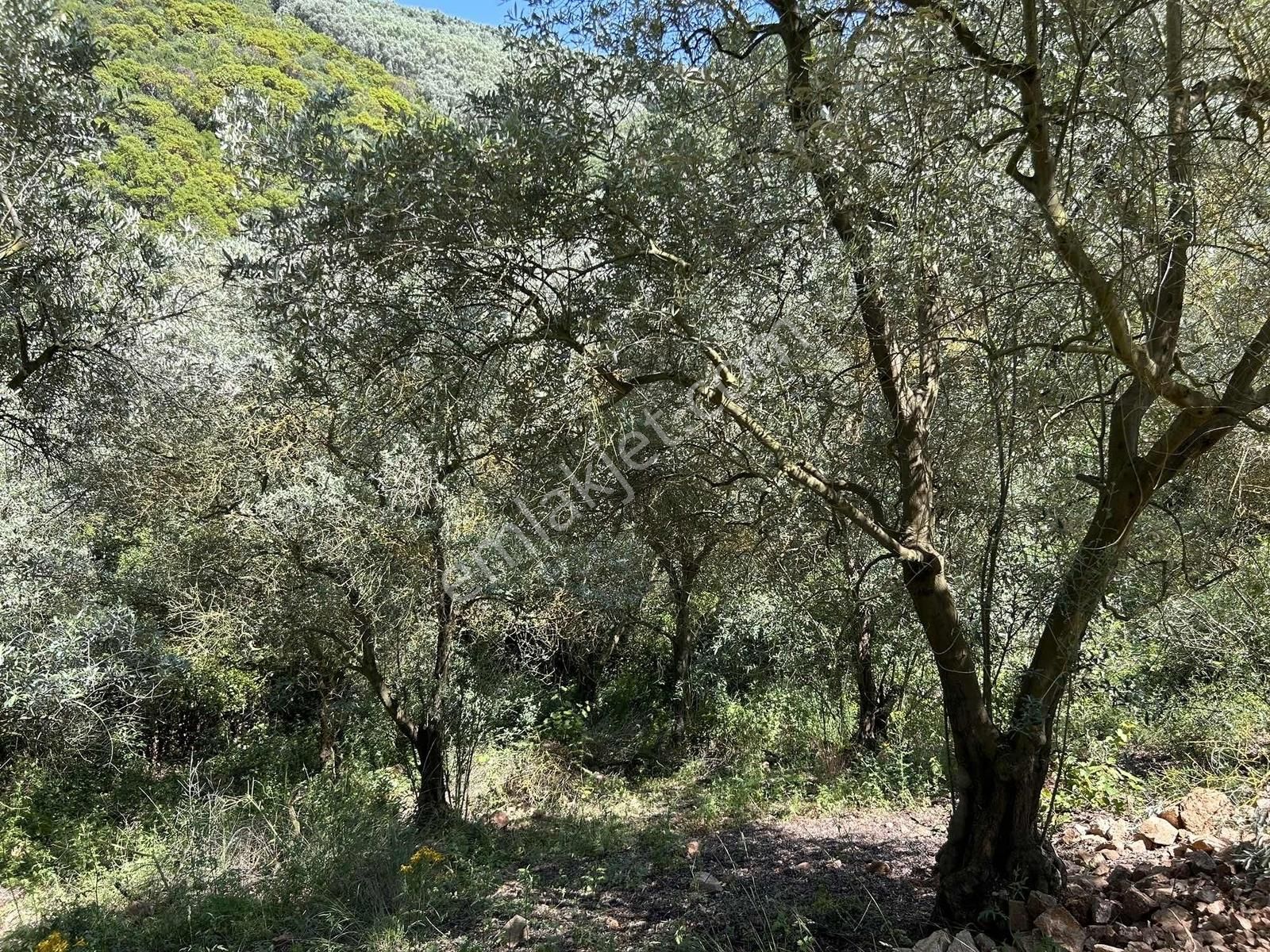 İznik Gölüne 350 Metre Mesafede 444 M2 Zeytin Bahçesi - Görsel 26