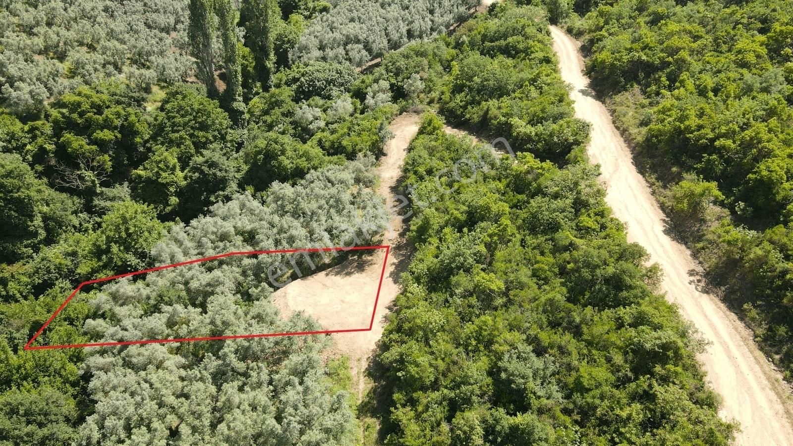 İznik Gölüne 350 Metre Mesafede 444 M2 Zeytin Bahçesi - Görsel 5