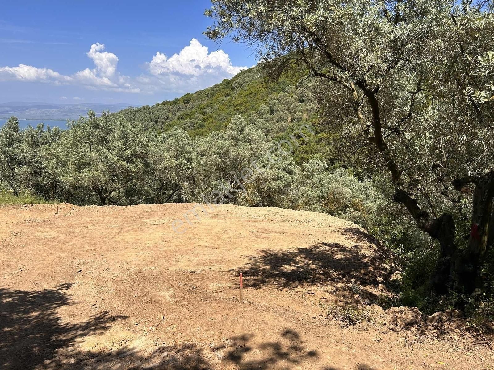 İznik Gölüne 350 Metre Mesafede 444 M2 Zeytin Bahçesi - Görsel 29