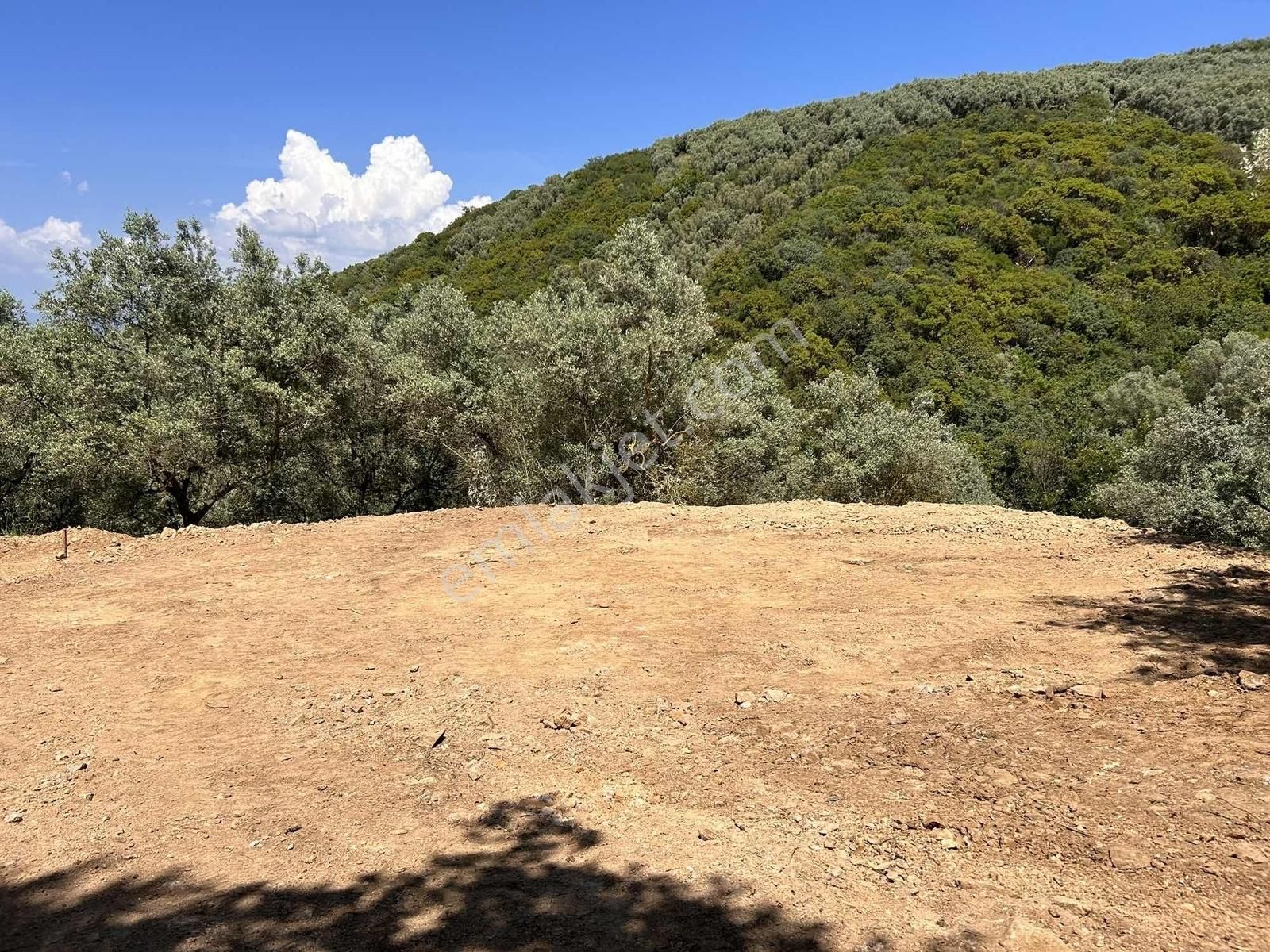 İznik Gölüne 350 Metre Mesafede 444 M2 Zeytin Bahçesi - Görsel 22