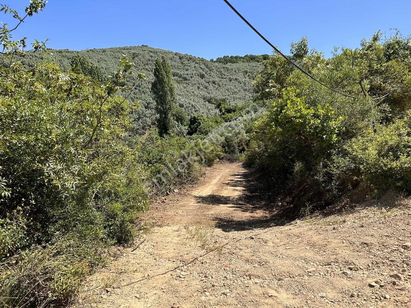 İznik Gölüne 350 Metre Mesafede 444 M2 Zeytin Bahçesi - Görsel 11