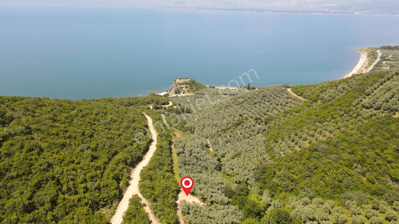İznik Gölüne 350 Metre Mesafede 444 M2 Zeytin Bahçesi - Görsel 15