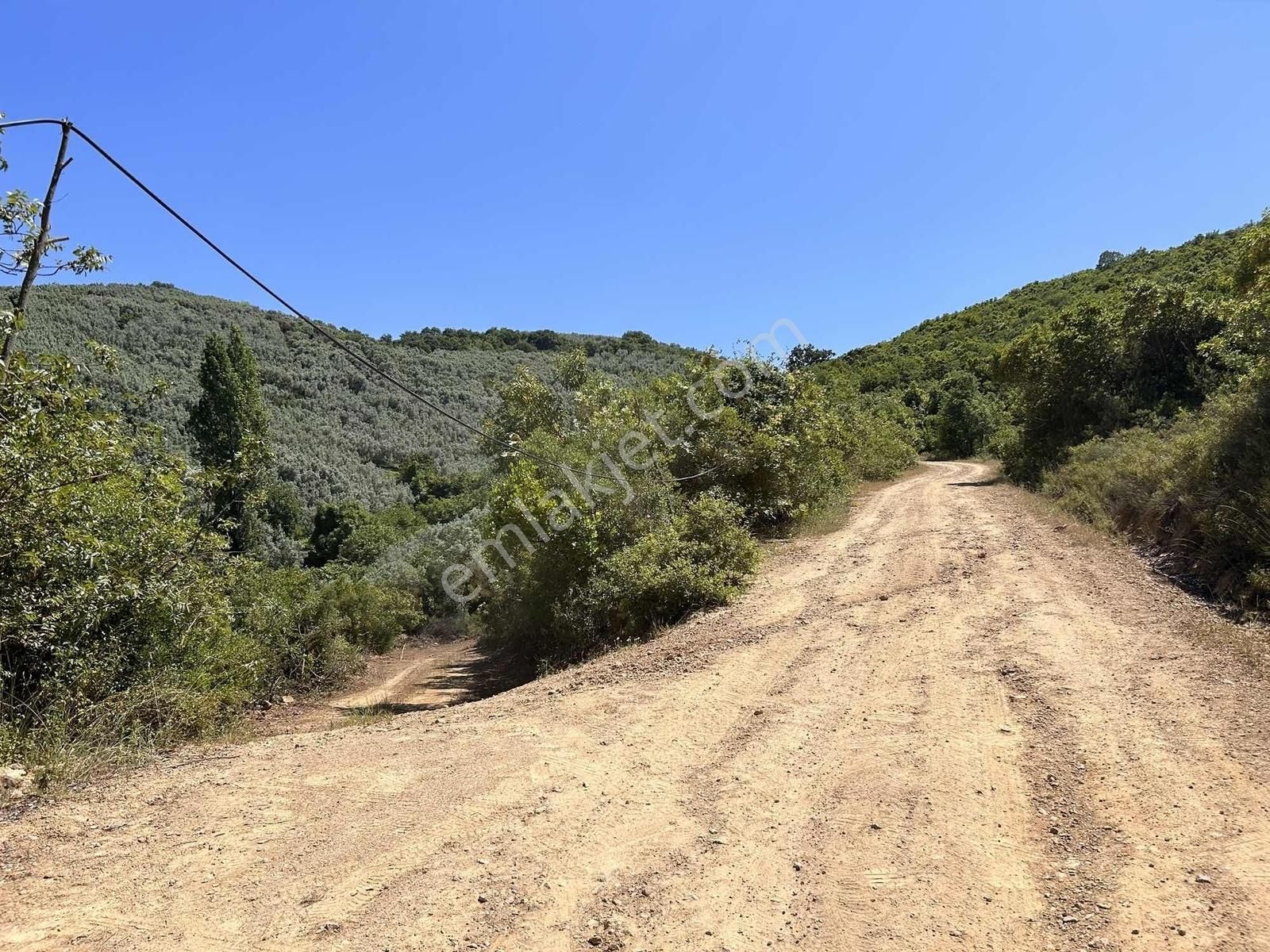 İznik Gölüne 350 Metre Mesafede 444 M2 Zeytin Bahçesi - Görsel 19