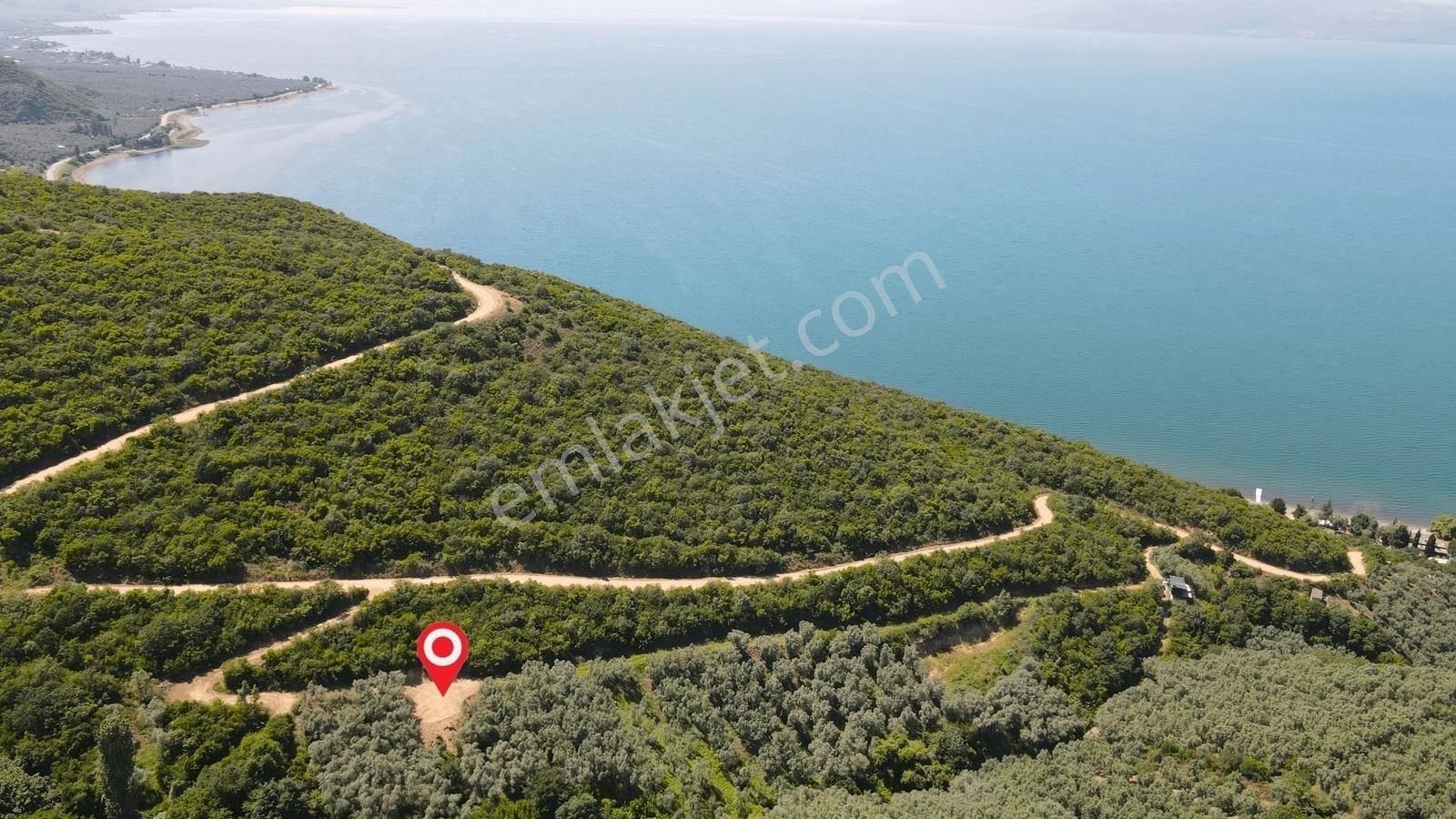 İznik Gölüne 350 Metre Mesafede 444 M2 Zeytin Bahçesi - Görsel 4