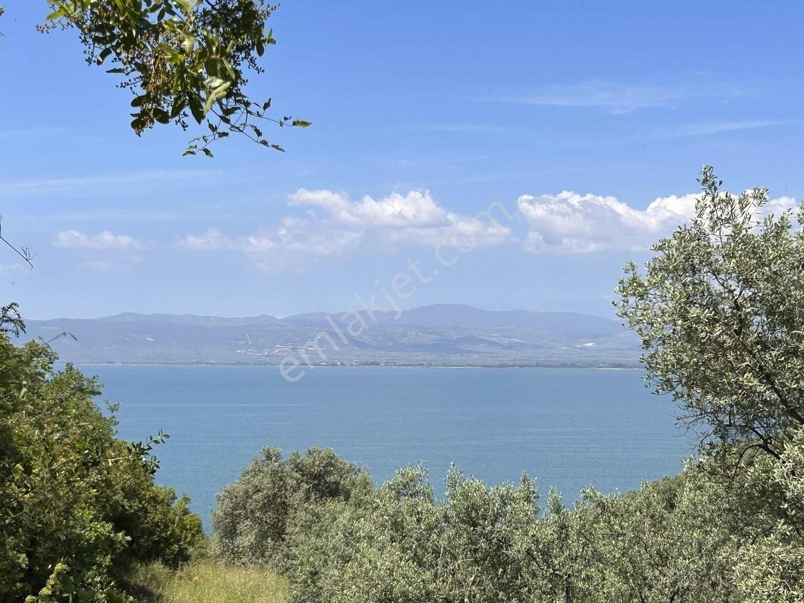 İznik Gölüne 350 Metre Mesafede 444 M2 Zeytin Bahçesi