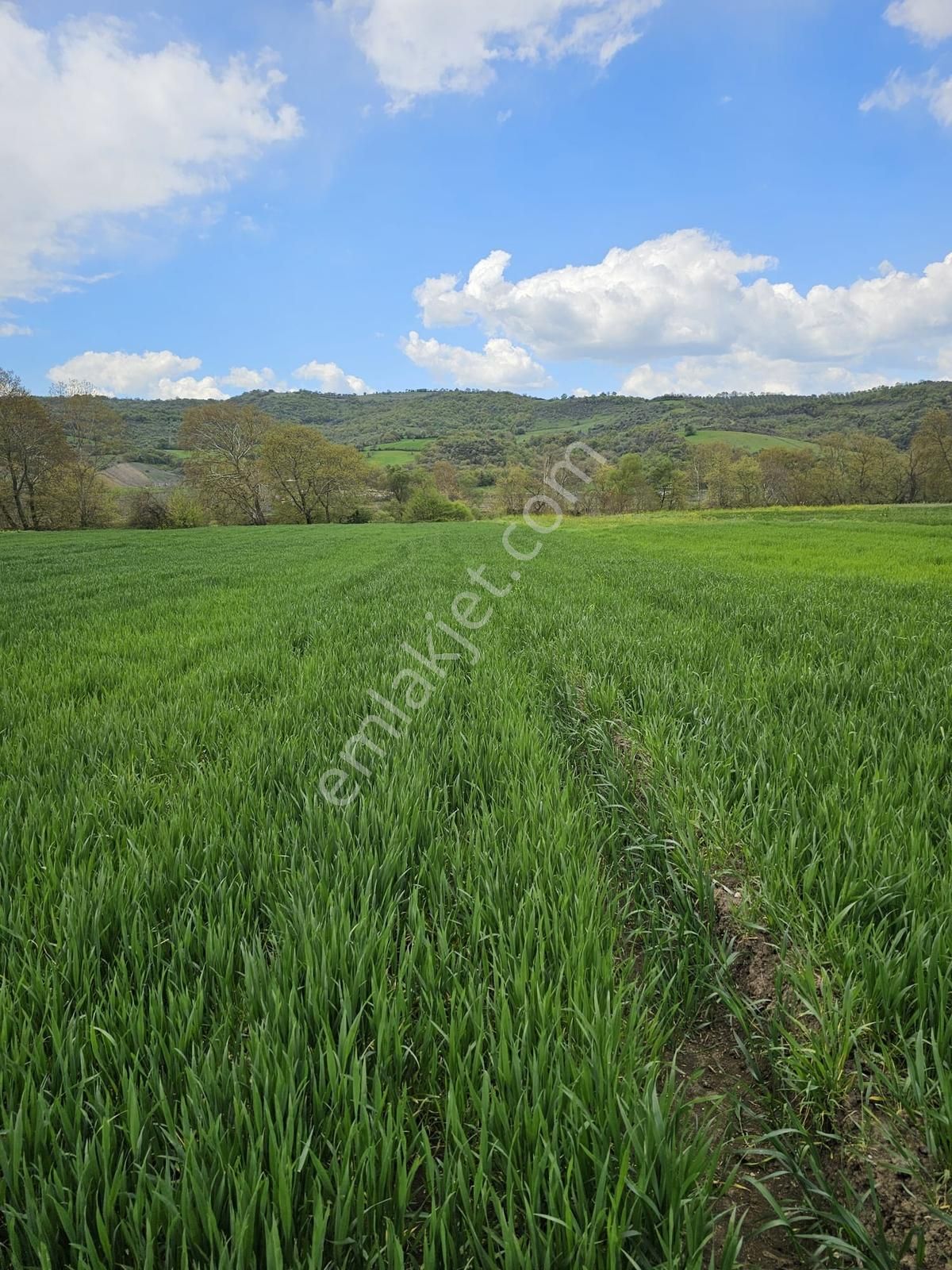 Çanakkale Biga Bakacakçiftliği Köyünde Satılık Tarla - Görsel 7