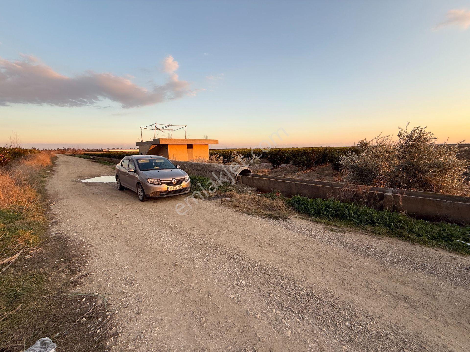 Gerdan Gökçeler Köyü Satılık 5 Yaşında 5600 M2 W Murcott Bahçe - Görsel 3