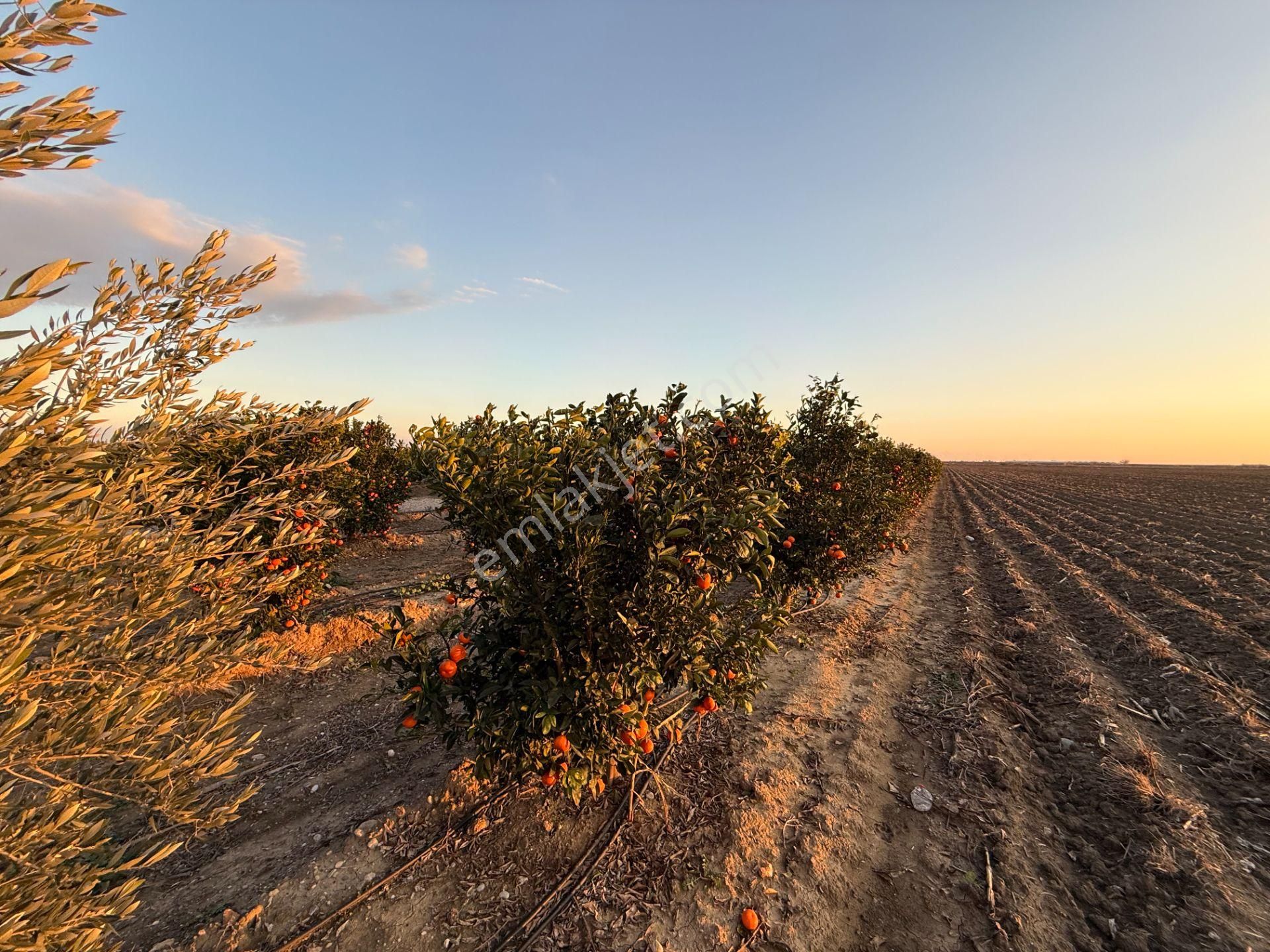 Gerdan Gökçeler Köyü Satılık 5 Yaşında 5600 M2 W Murcott Bahçe - Görsel 7