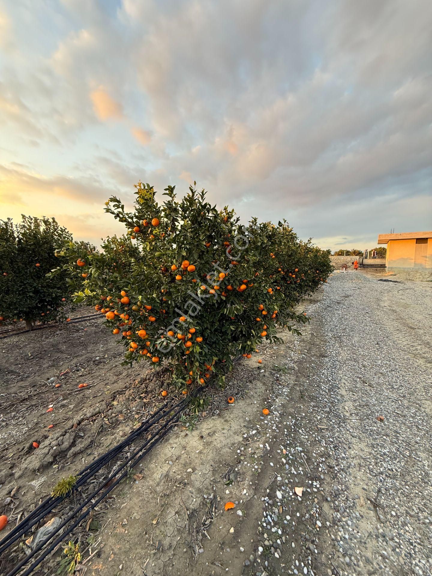 Gerdan Gökçeler Köyü Satılık 5 Yaşında 5600 M2 W Murcott Bahçe - Görsel 5