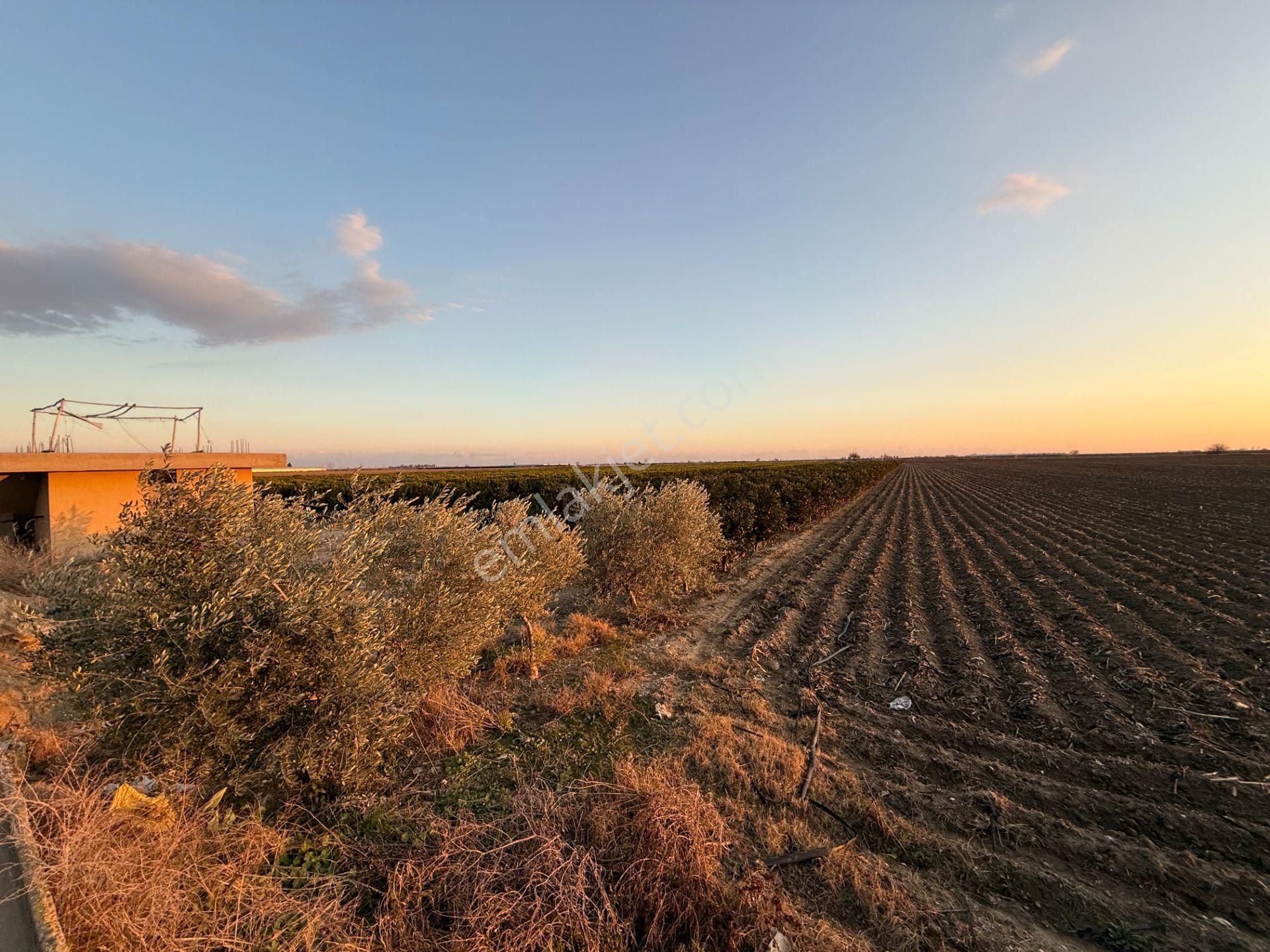 Gerdan Gökçeler Köyü Satılık 5 Yaşında 5600 M2 W Murcott Bahçe - Görsel 4