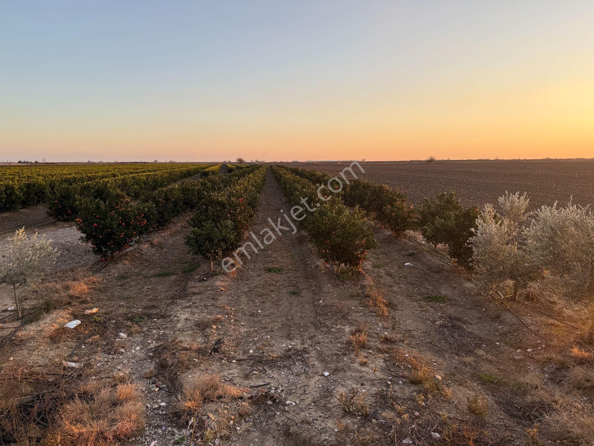 Gerdan Gökçeler Köyü Satılık 5 Yaşında 5600 M2 W Murcott Bahçe