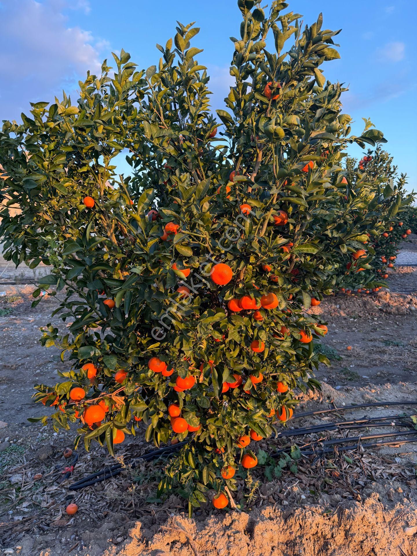 Gerdan Gökçeler Köyü Satılık 5 Yaşında 5600 M2 W Murcott Bahçe - Görsel 9