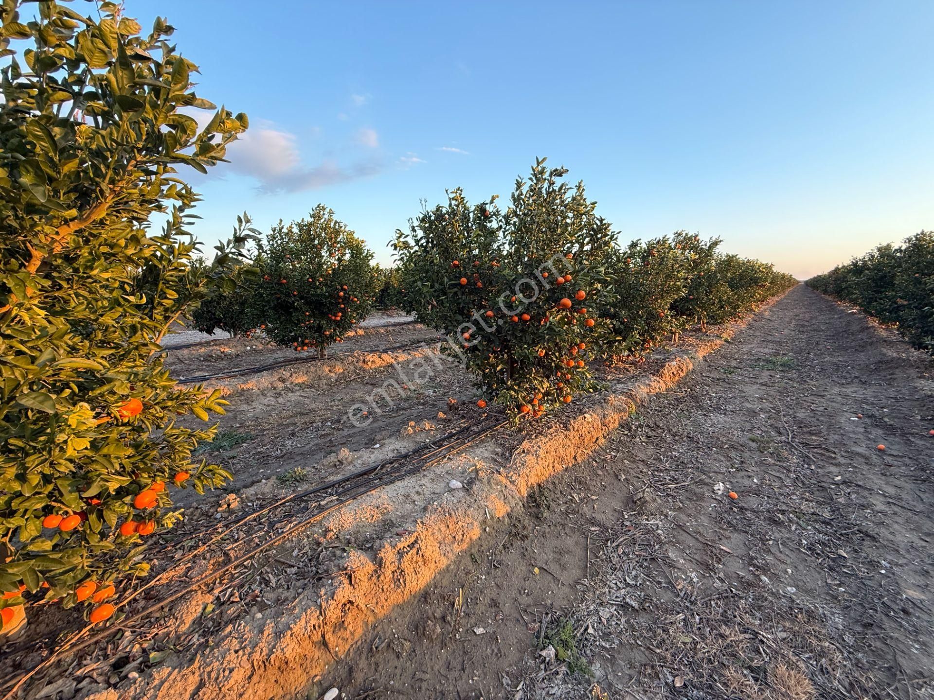 Gerdan Gökçeler Köyü Satılık 5 Yaşında 5600 M2 W Murcott Bahçe - Görsel 6